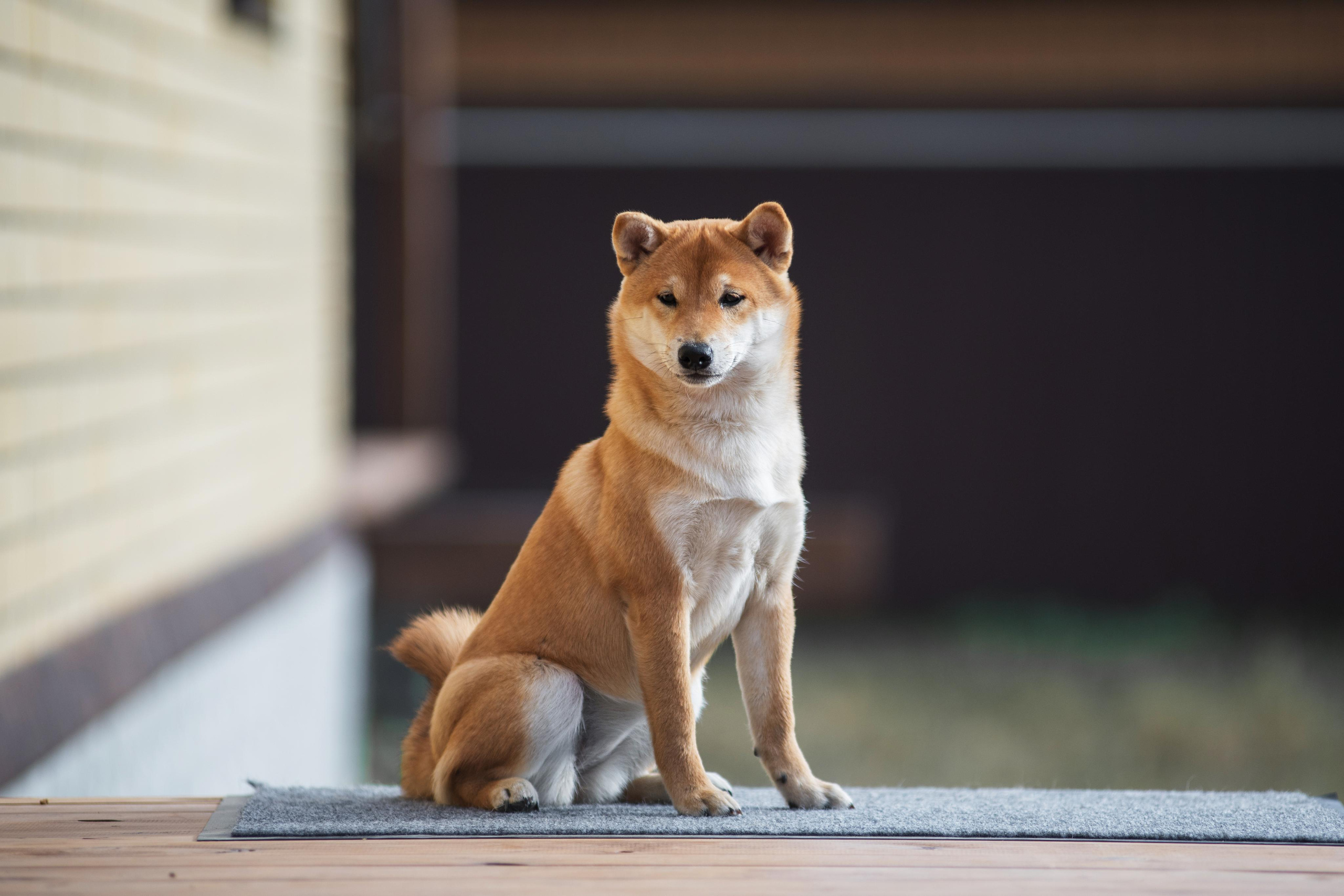 Щеночки Сибы. Дог-фотограф в Тюмени Александра Королева