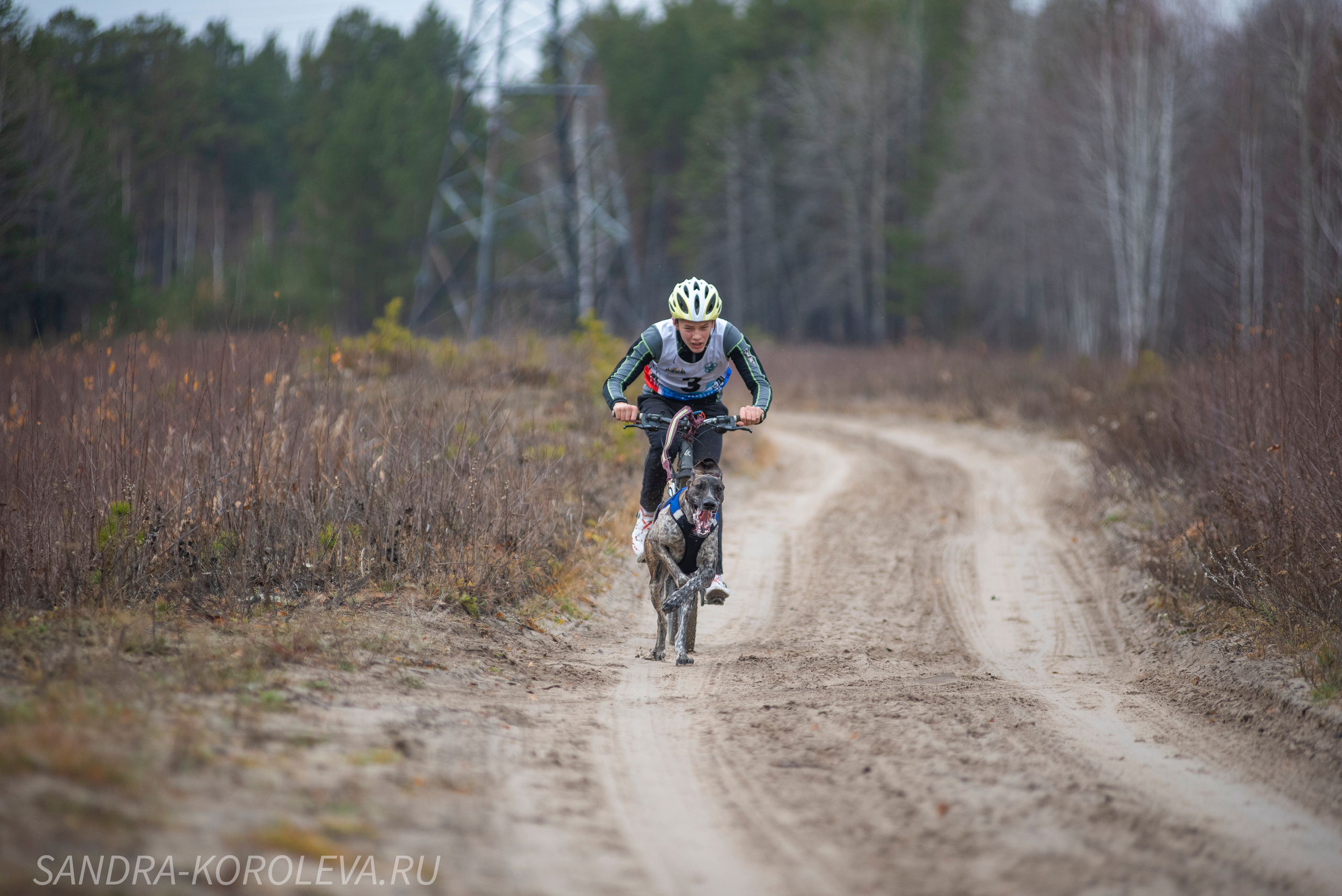 Спринт-гонка «Закрытие сезона» 24.10.2021. Дог-фотограф в Тюмени Александра Королева