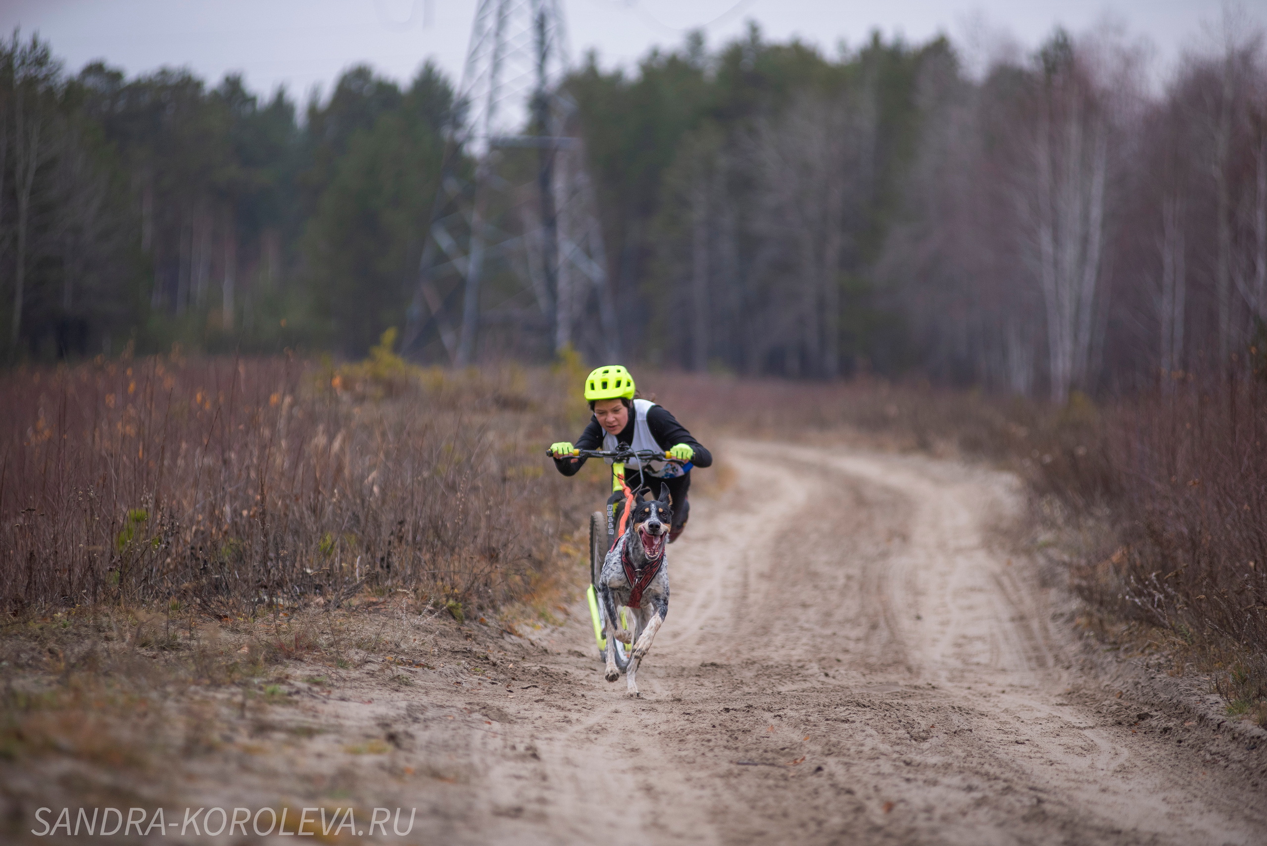 Спринт-гонка «Закрытие сезона» 24.10.2021. Дог-фотограф в Тюмени Александра Королева