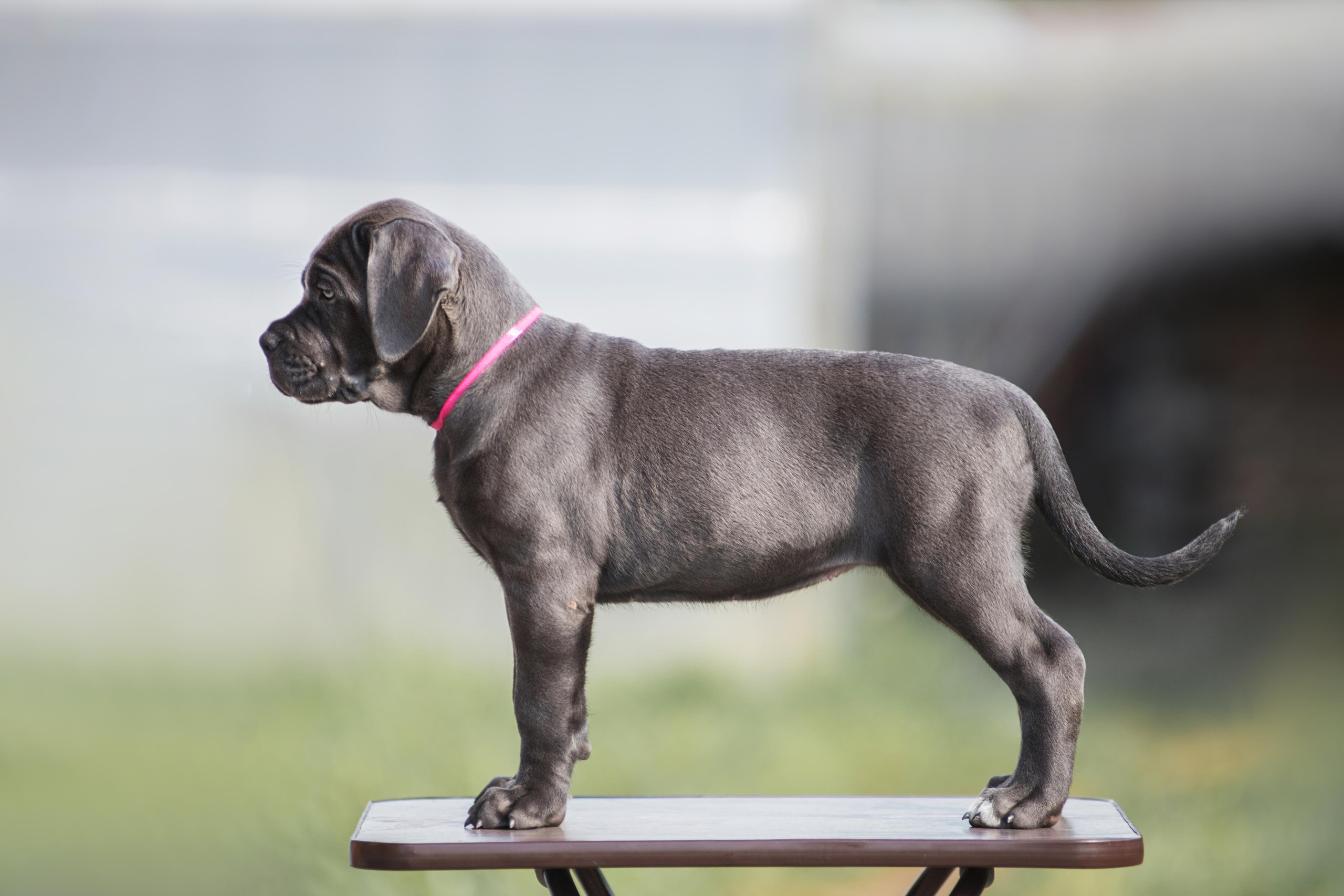 Щенки кане корсо. Дог-фотограф в Тюмени Александра Королева
