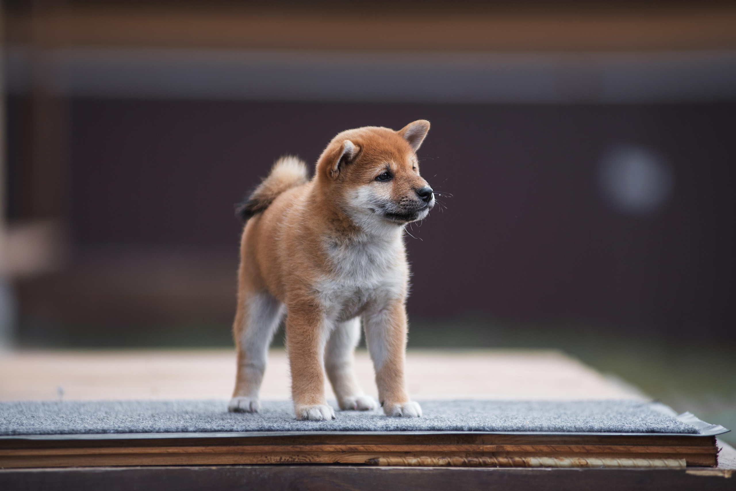 Щеночки Сибы. Дог-фотограф в Тюмени Александра Королева
