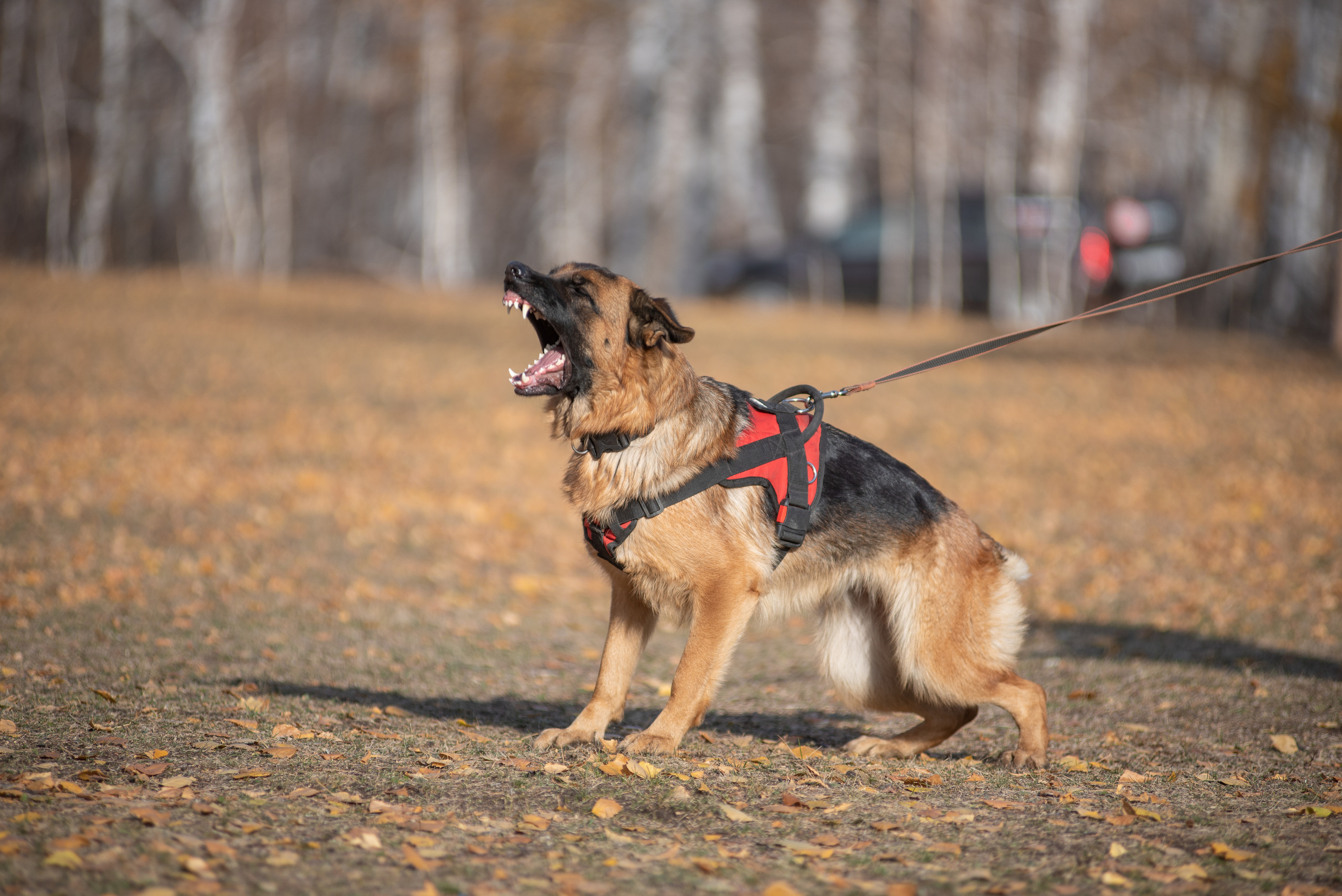 RUSSIAN HELPERS SCHOOL. Магнитогорск октябрь 2021. Дог-фотограф в Тюмени Александра Королева