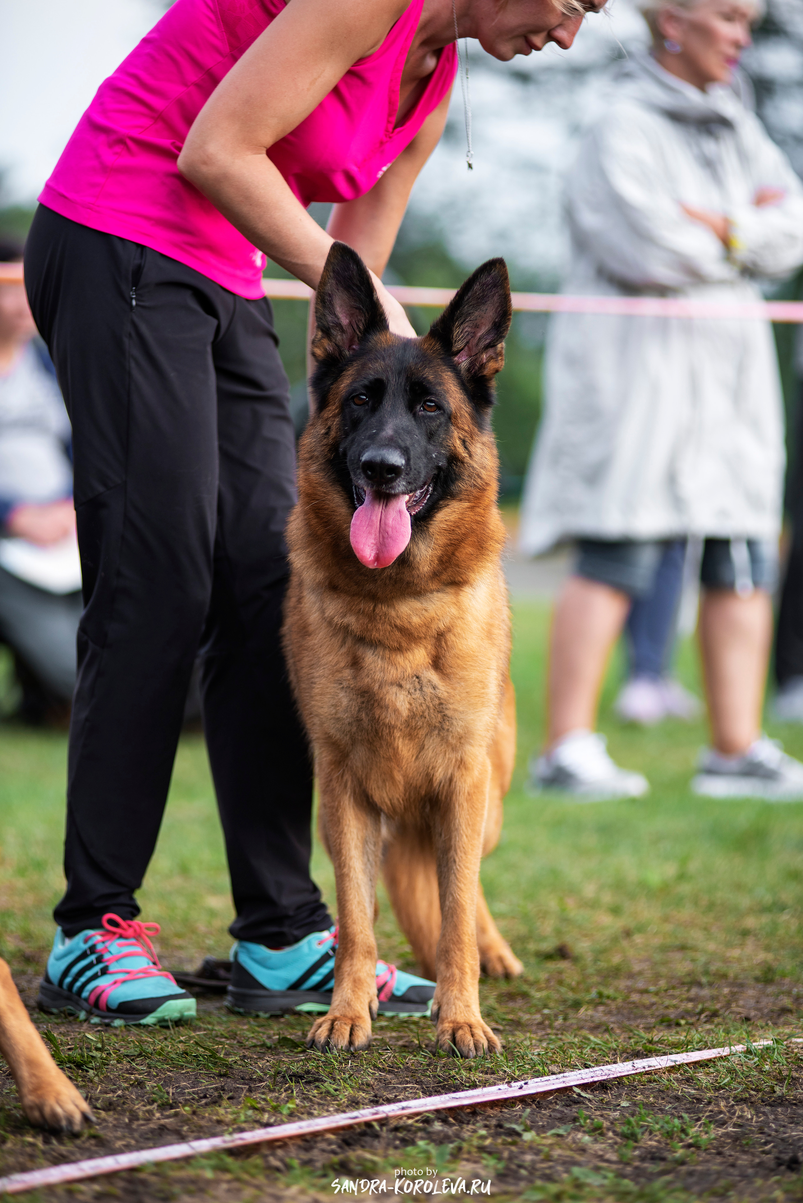 Монопородная выставка немецких овчарок, г. Заречный 2021. Дог-фотограф в Тюмени Александра Королева