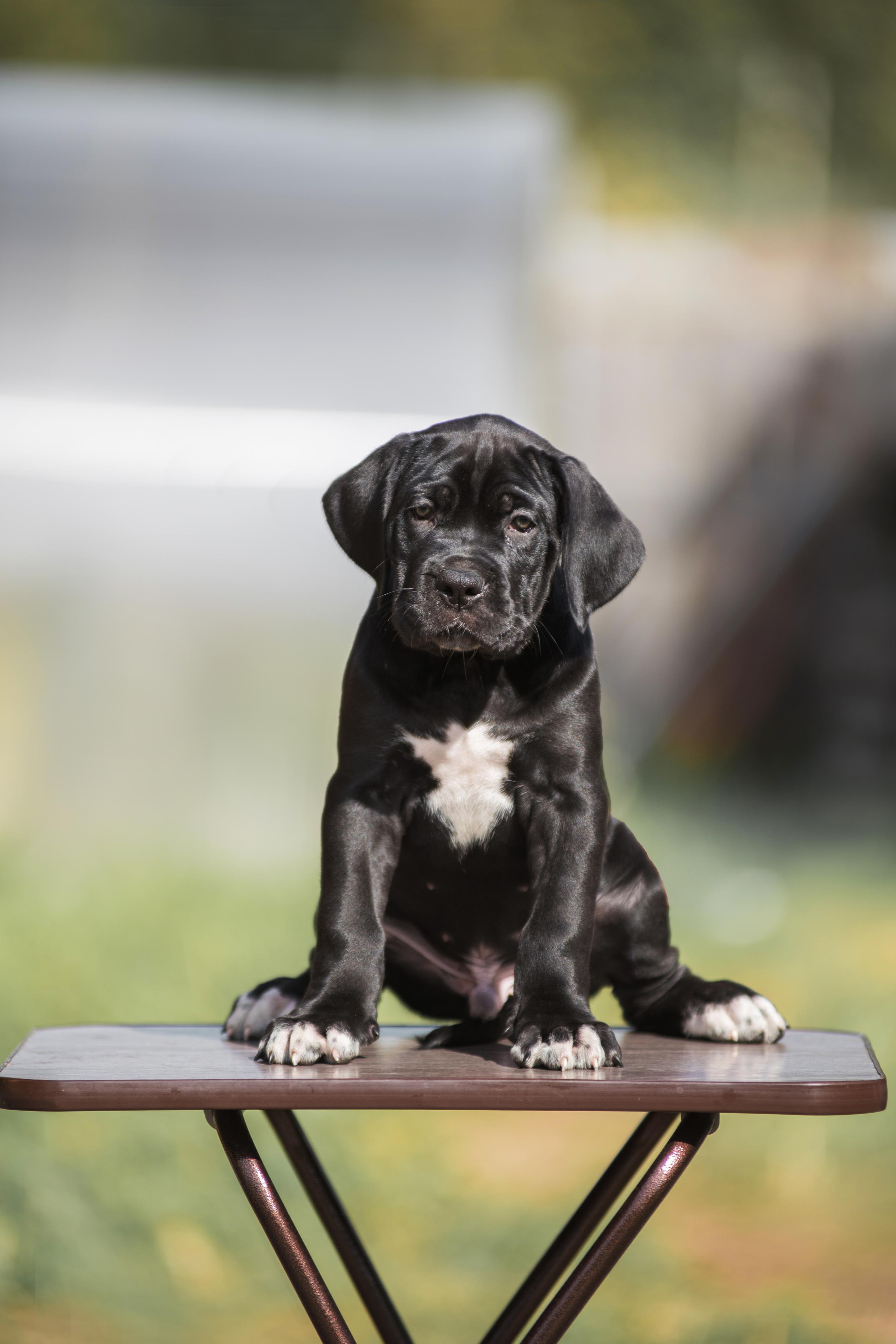Щенки кане корсо. Дог-фотограф в Тюмени Александра Королева