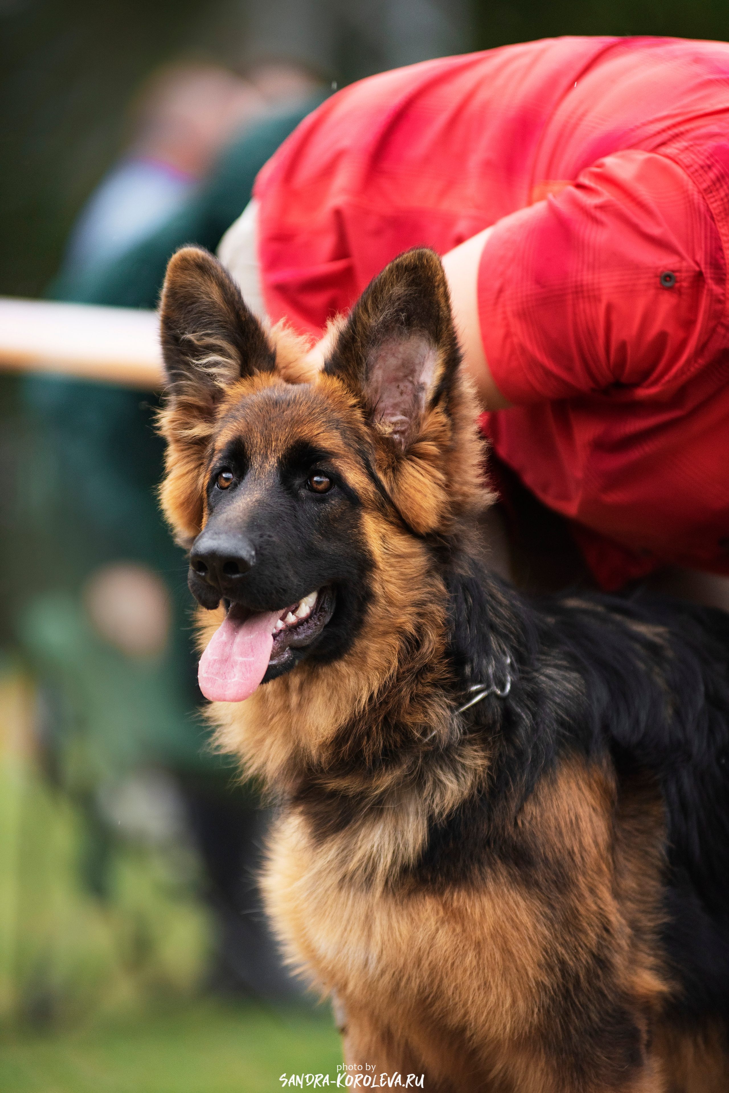 Монопородная выставка немецких овчарок, г. Заречный 2021. Дог-фотограф в Тюмени Александра Королева