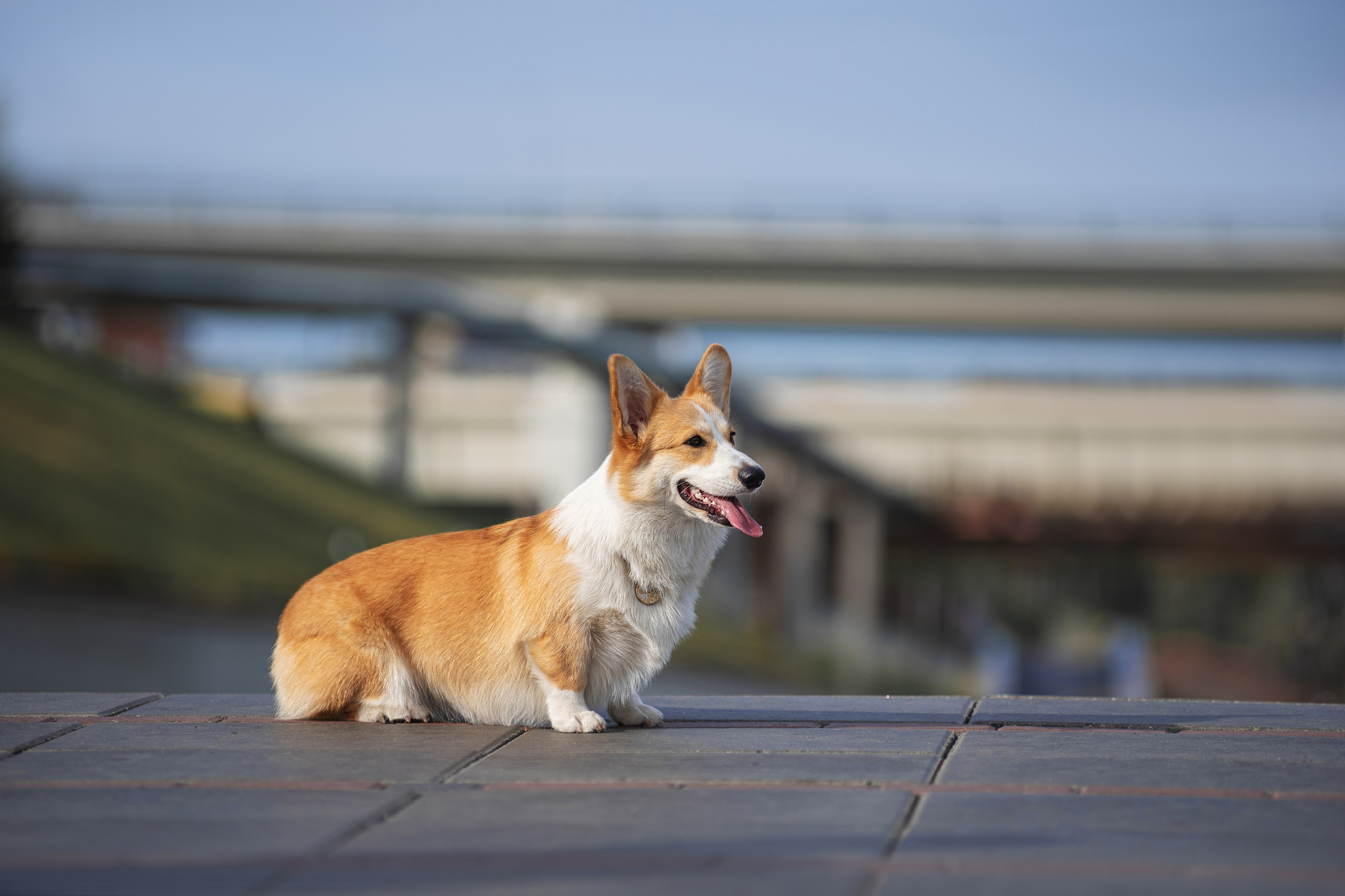 Ася и Плюша. Дог-фотограф в Тюмени Александра Королева