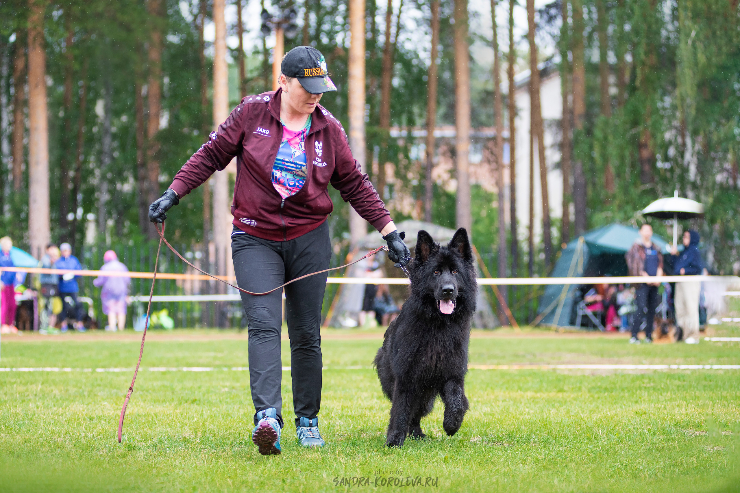 Монопородная выставка немецких овчарок, г. Заречный 2021. Дог-фотограф в Тюмени Александра Королева
