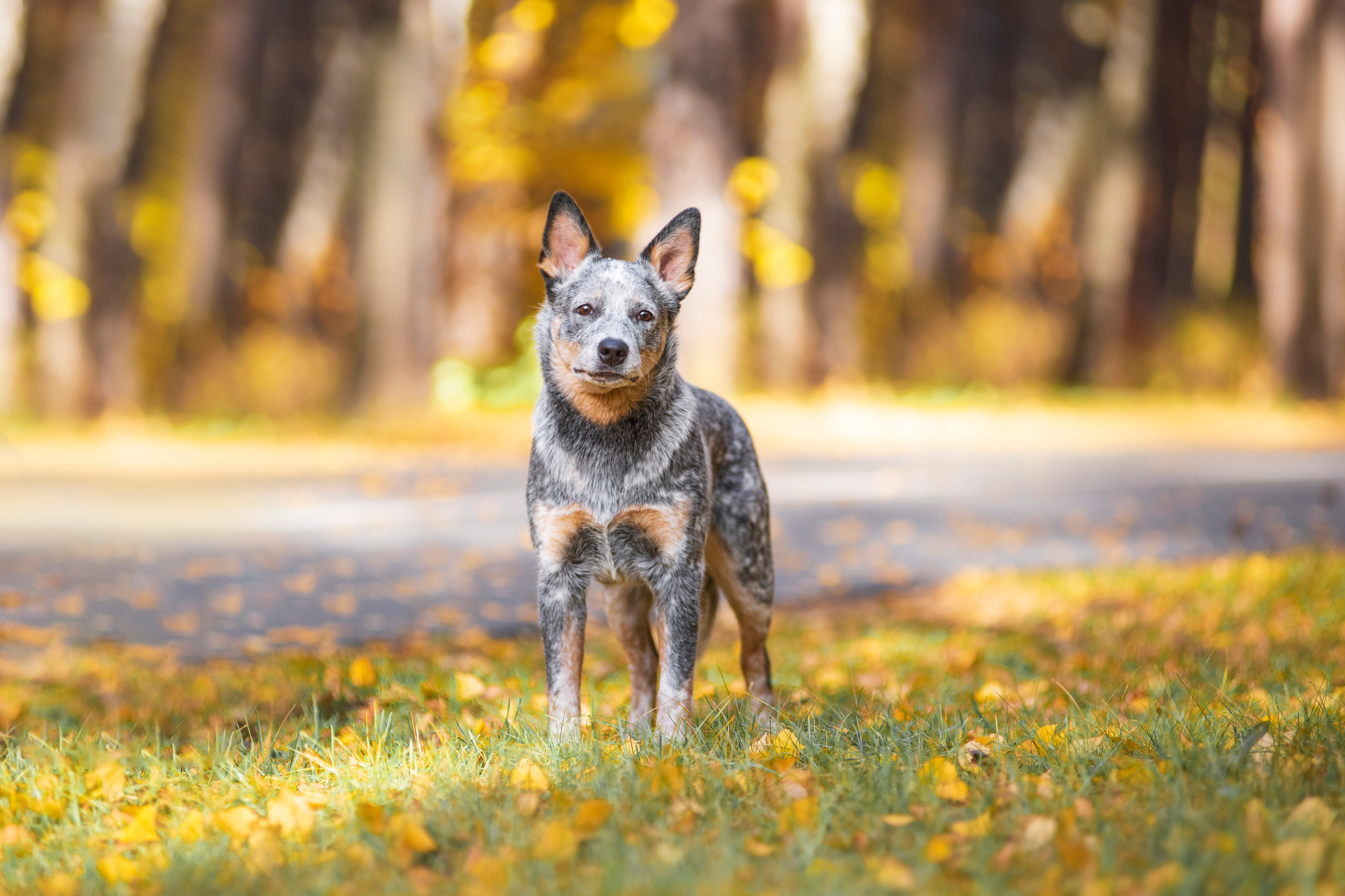 Осенний хиллер. Дог-фотограф в Тюмени Александра Королева
