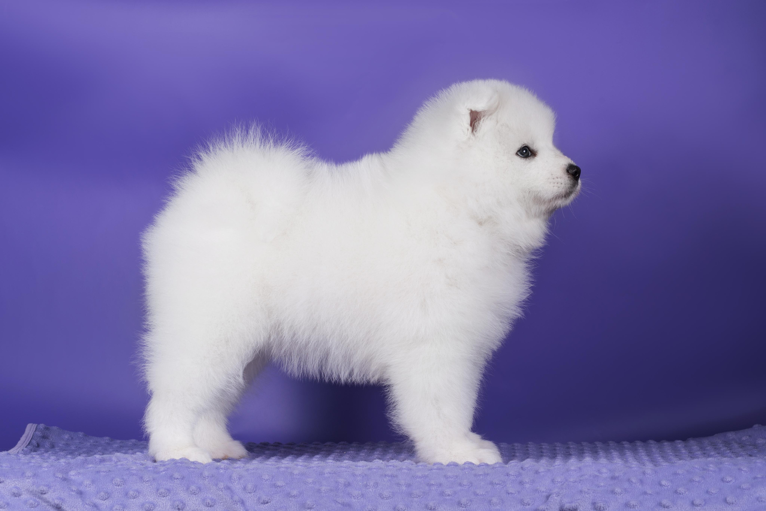 Пушистики самоеды. Дог-фотограф в Тюмени Александра Королева