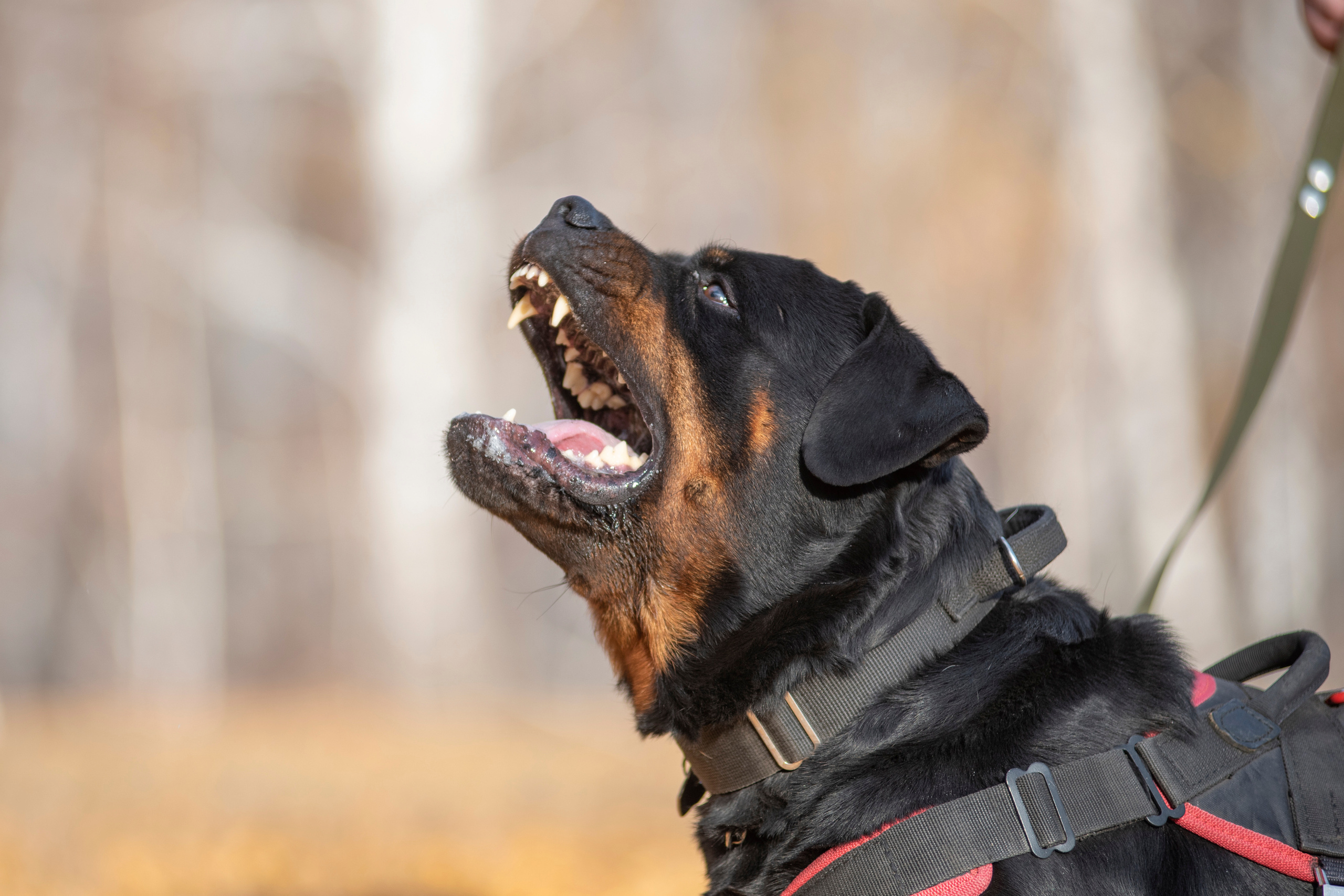 RUSSIAN HELPERS SCHOOL. Магнитогорск октябрь 2021. Дог-фотограф в Тюмени Александра Королева