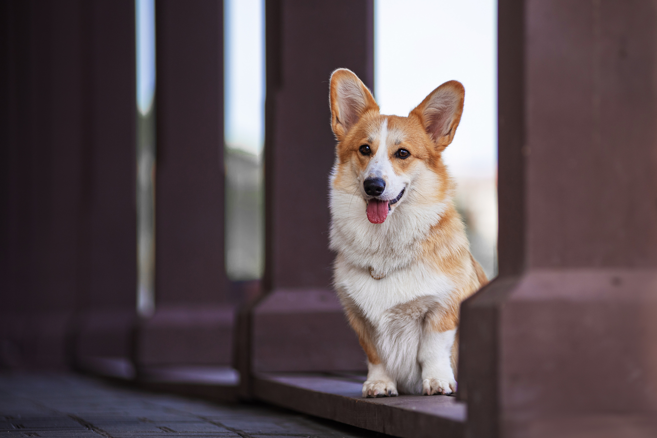 Ася и Плюша. Дог-фотограф в Тюмени Александра Королева