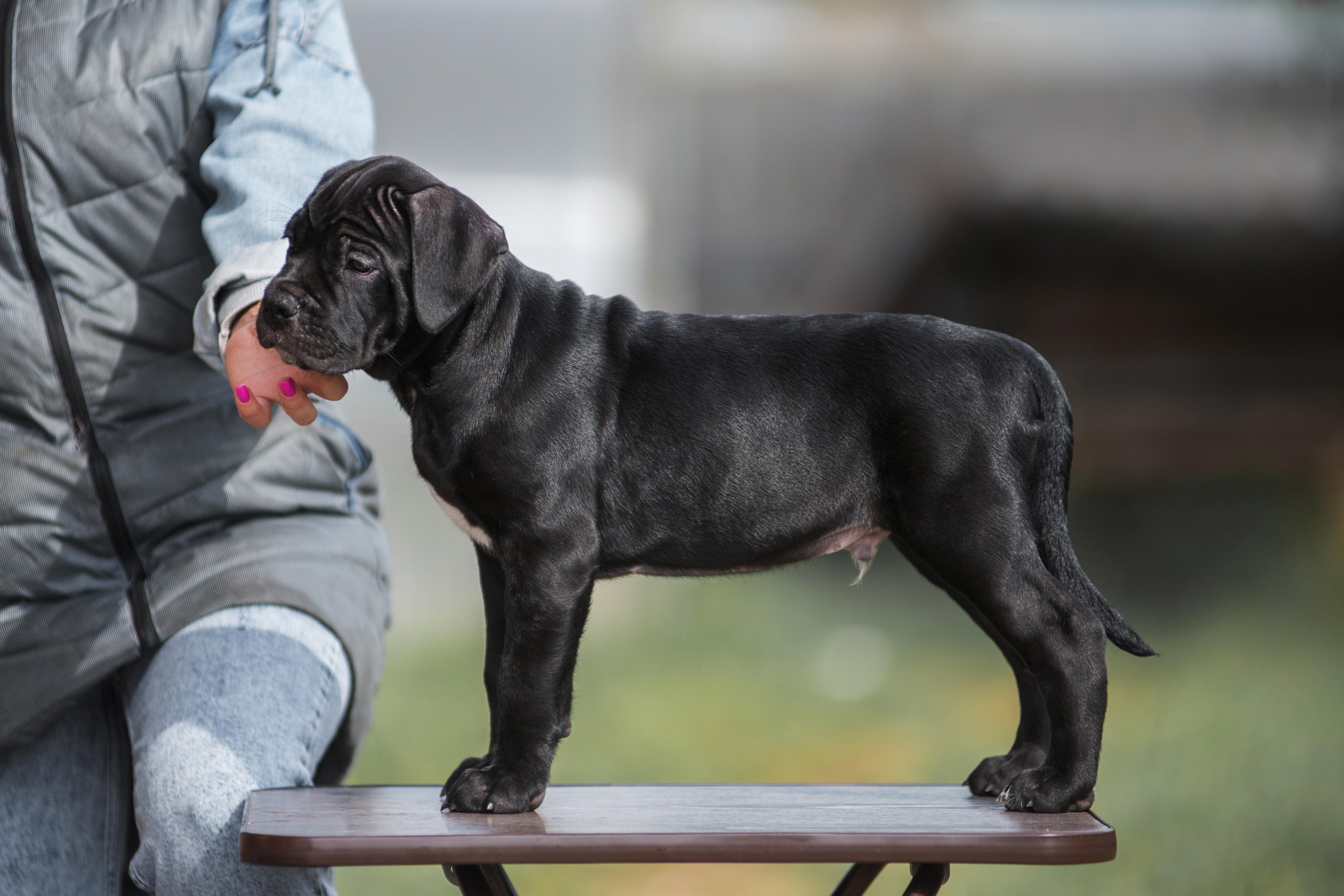 Щенки кане корсо. Дог-фотограф в Тюмени Александра Королева