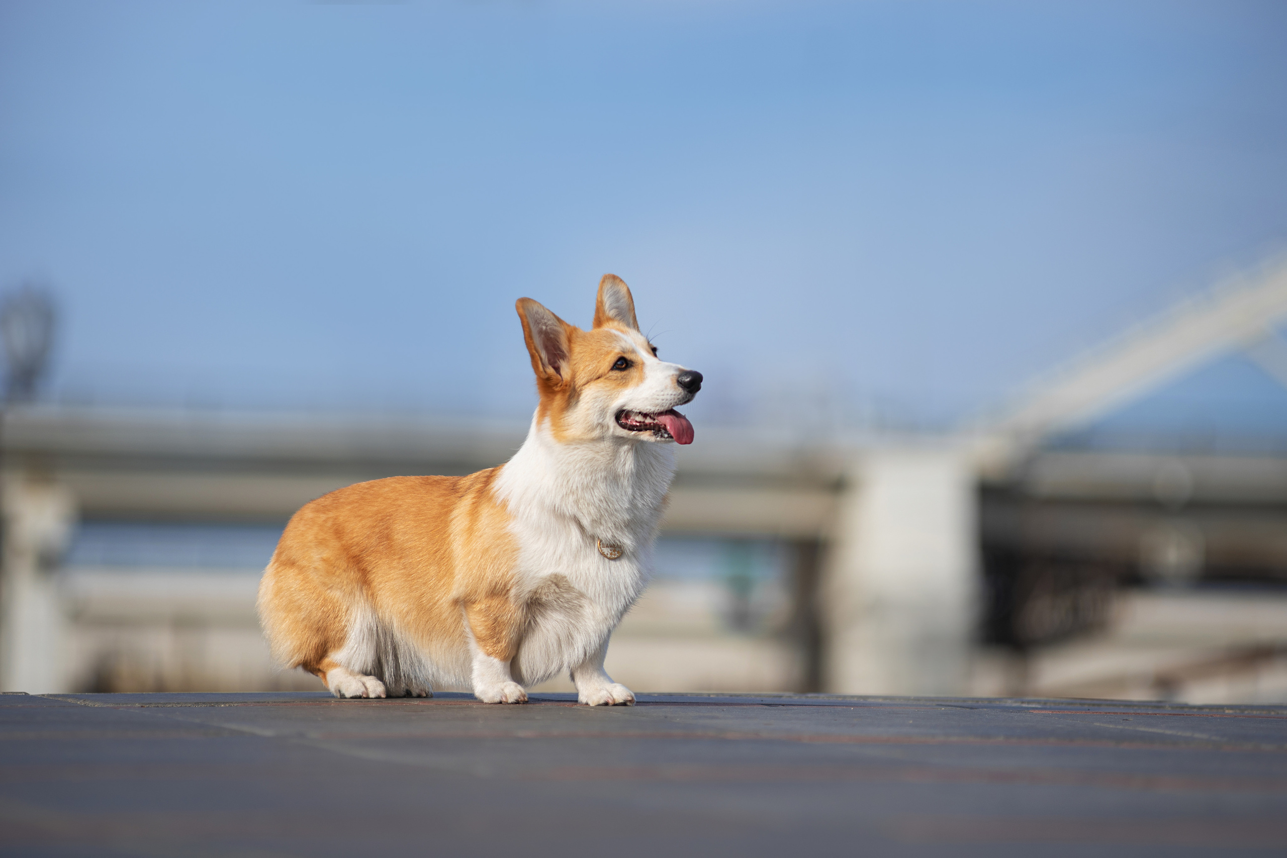 Ася и Плюша. Дог-фотограф в Тюмени Александра Королева
