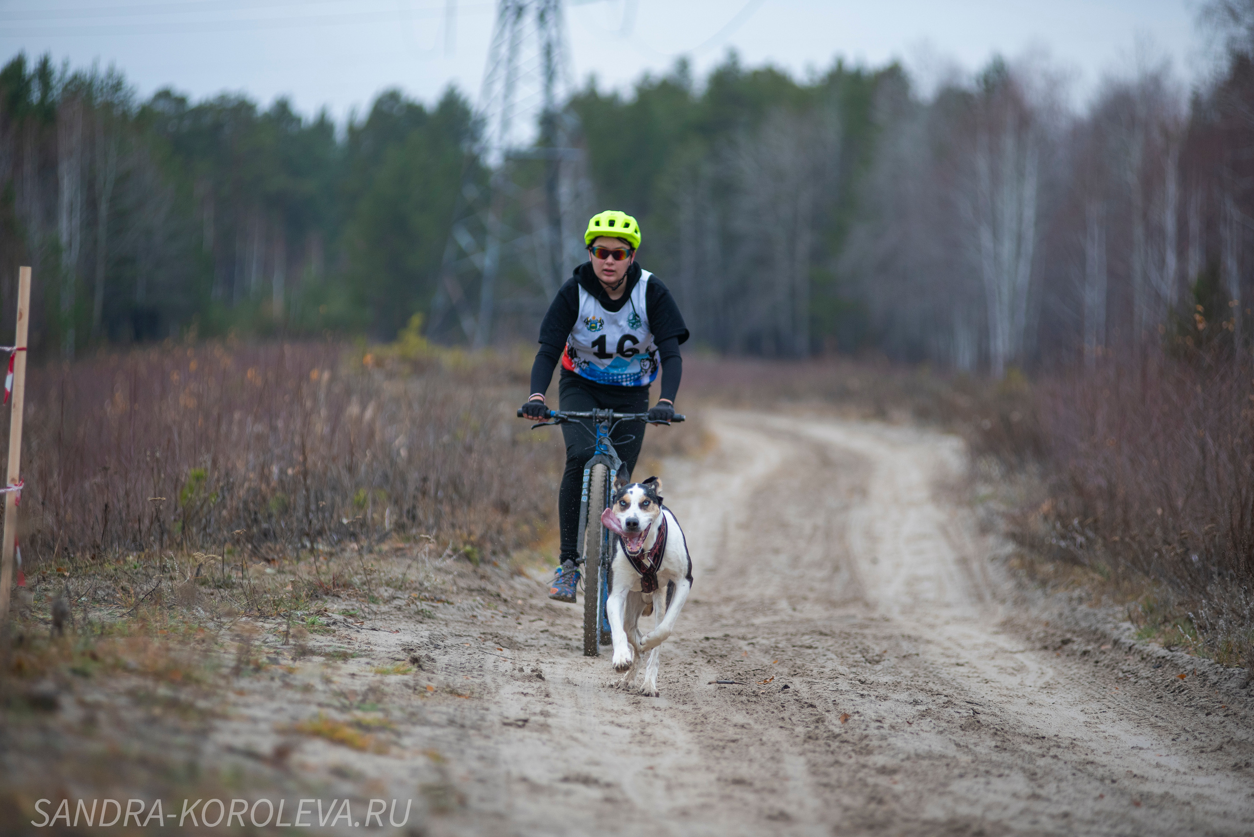 Спринт-гонка «Закрытие сезона» 24.10.2021. Дог-фотограф в Тюмени Александра Королева
