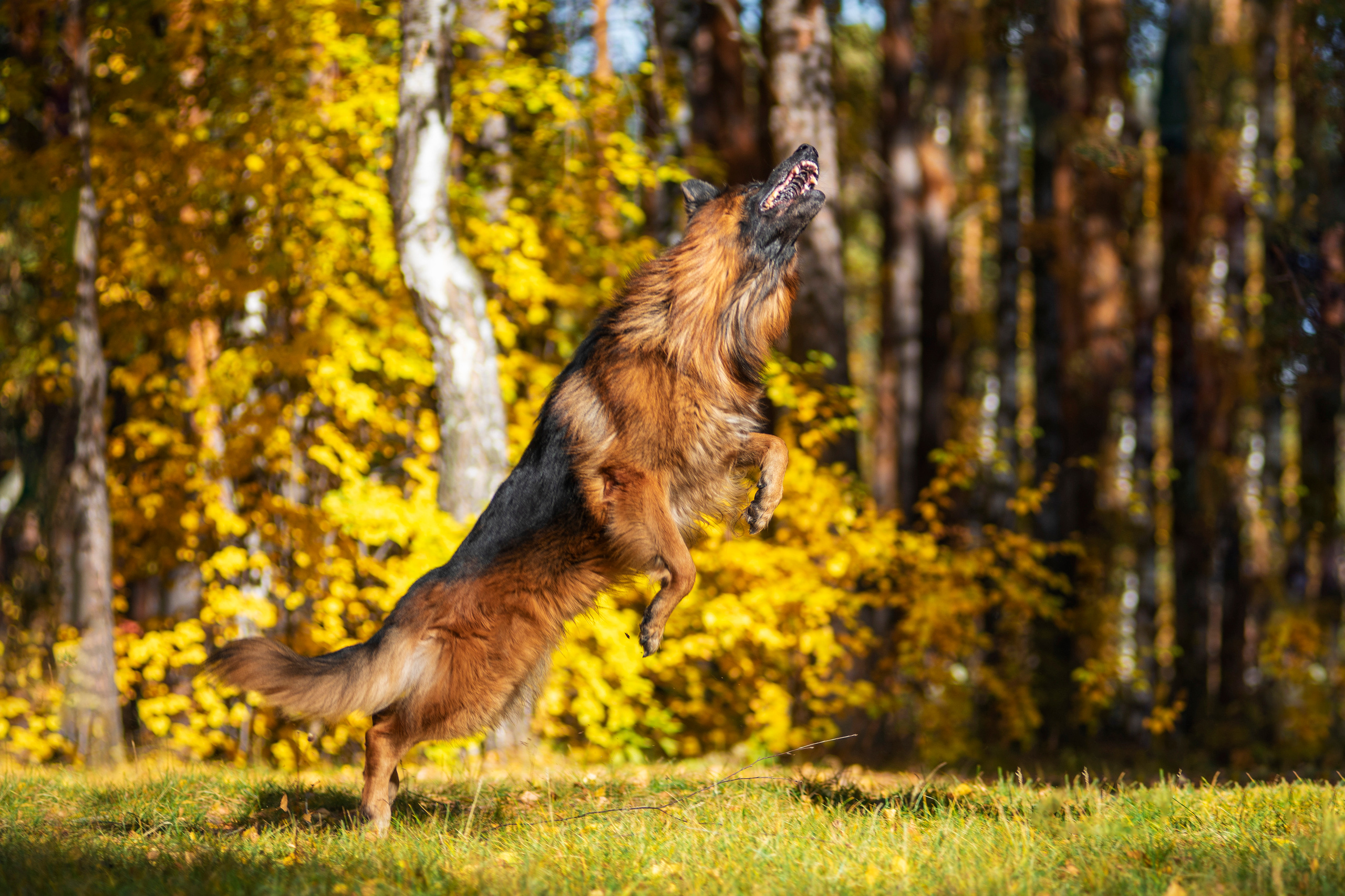 Полина и ее питомцы. Дог-фотограф в Тюмени Александра Королева