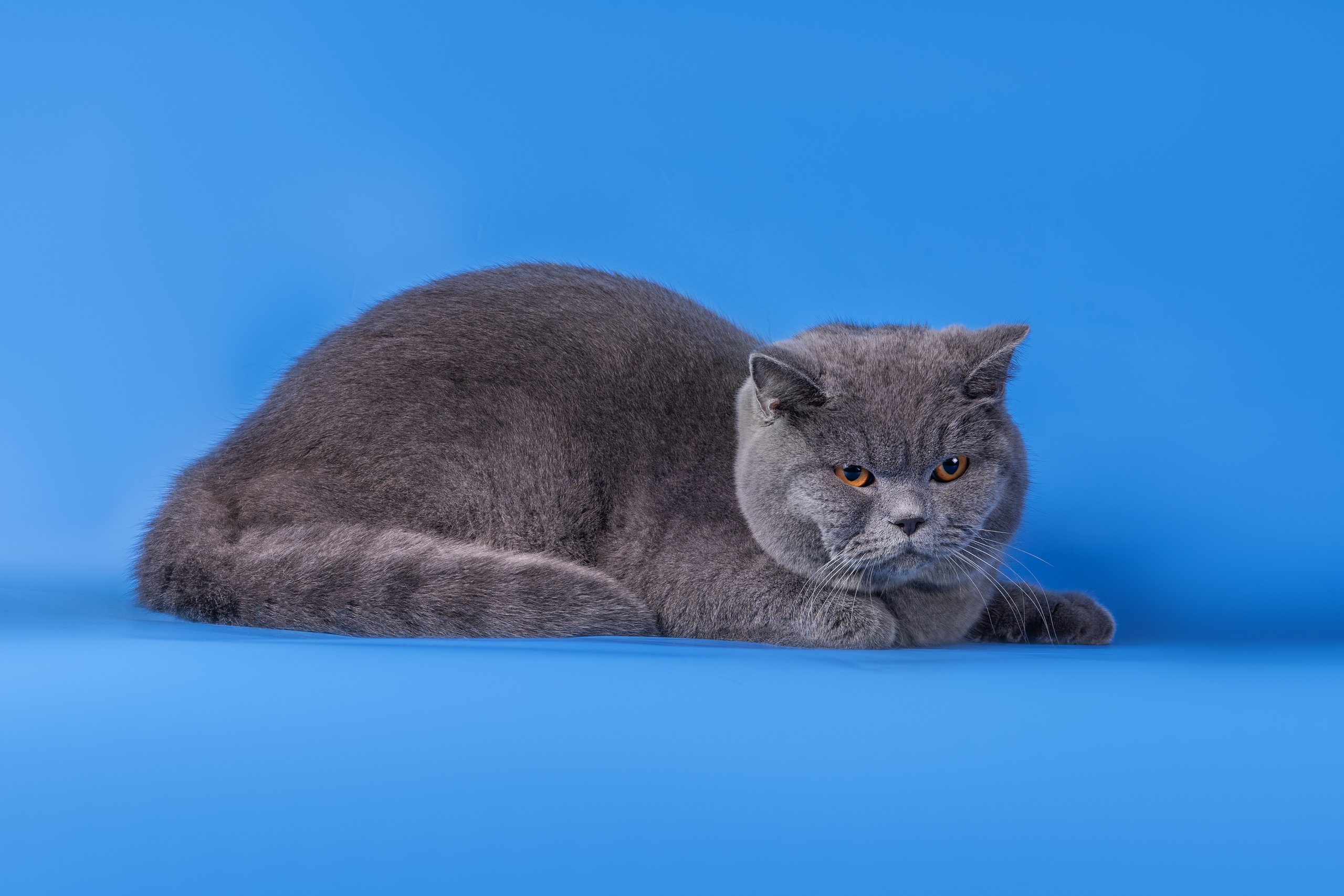 Великолепные шотландцы. Дог-фотограф в Тюмени Александра Королева