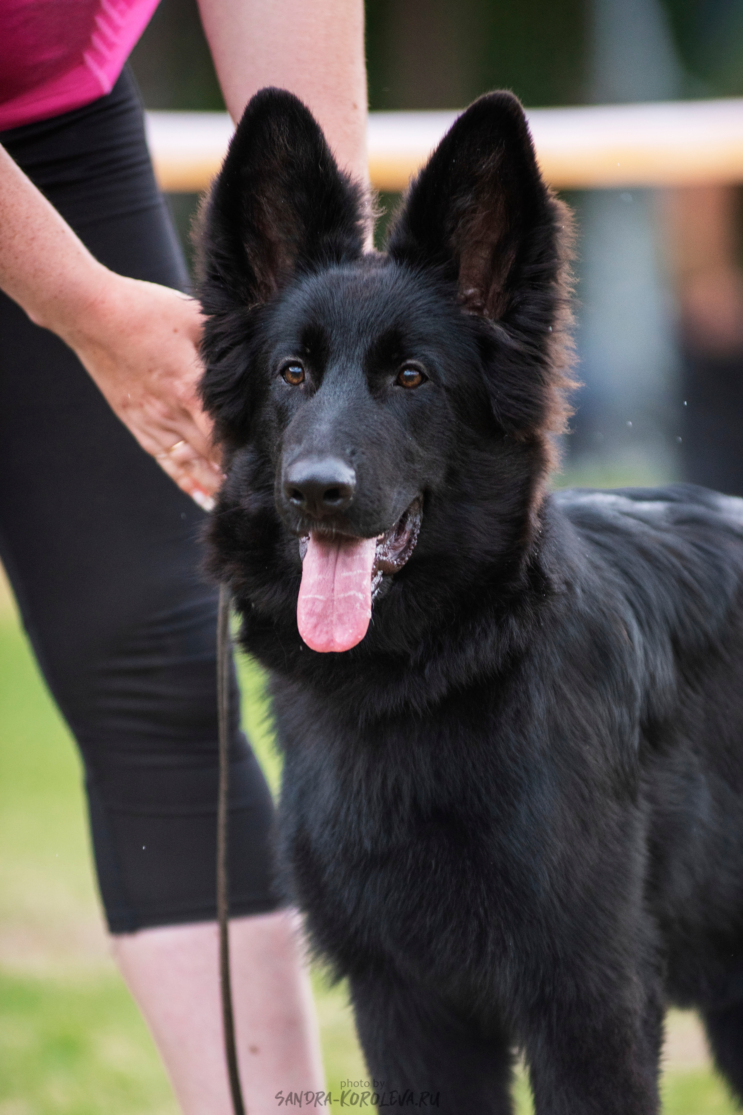 Монопородная выставка немецких овчарок, г. Заречный 2021. Дог-фотограф в Тюмени Александра Королева