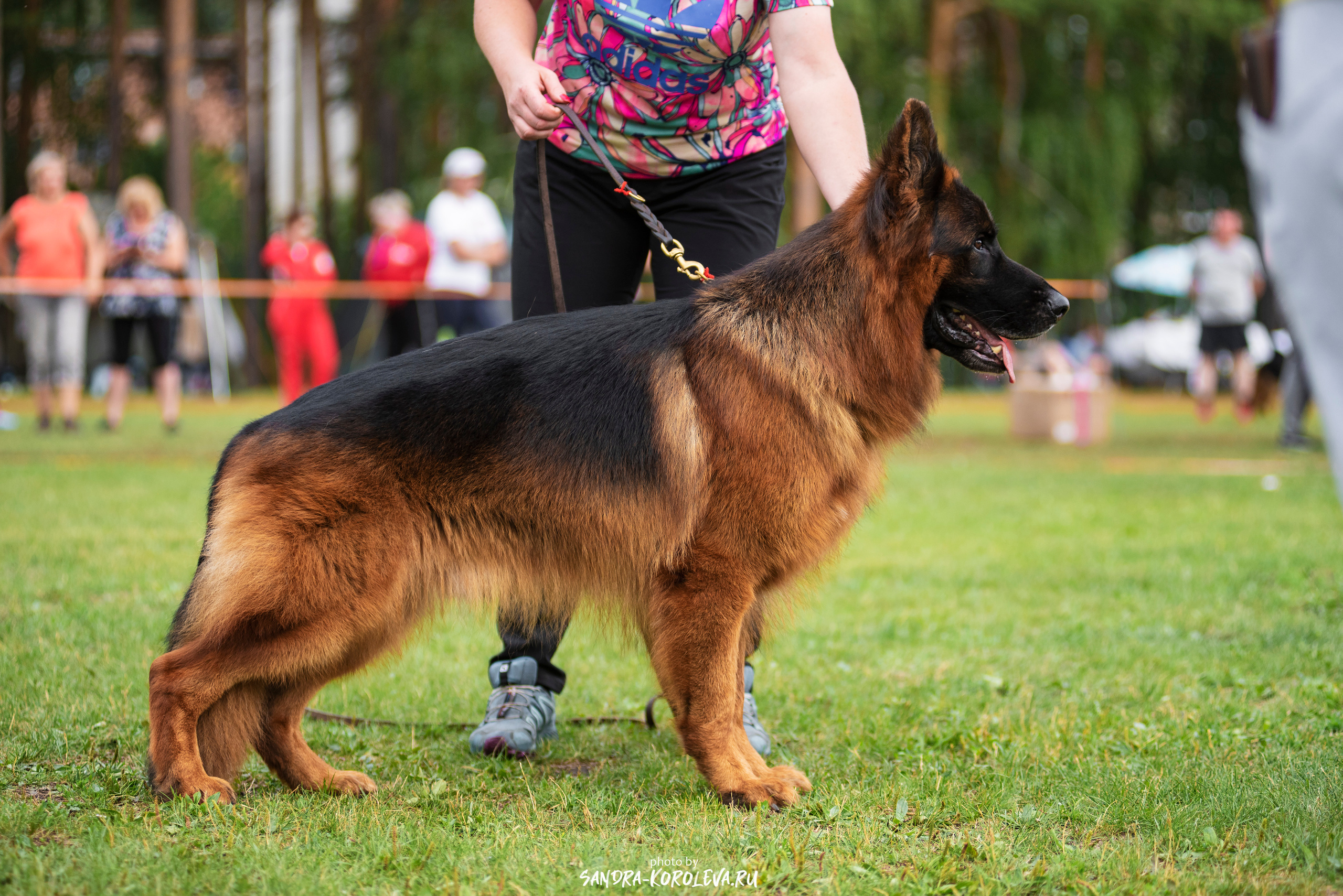Монопородная выставка немецких овчарок, г. Заречный 2021. Дог-фотограф в Тюмени Александра Королева