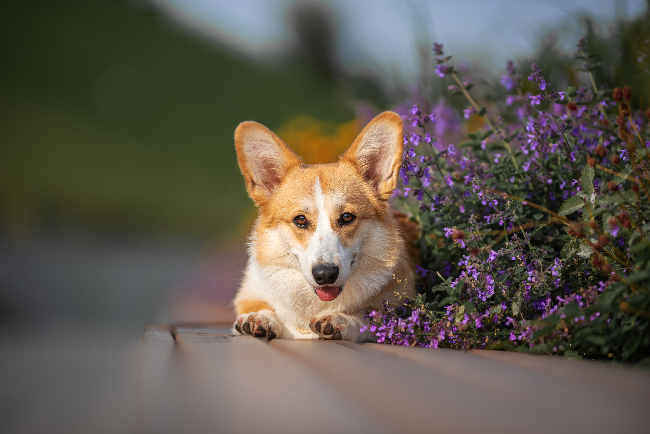 Ася и Плюша. Дог-фотограф в Тюмени Александра Королева