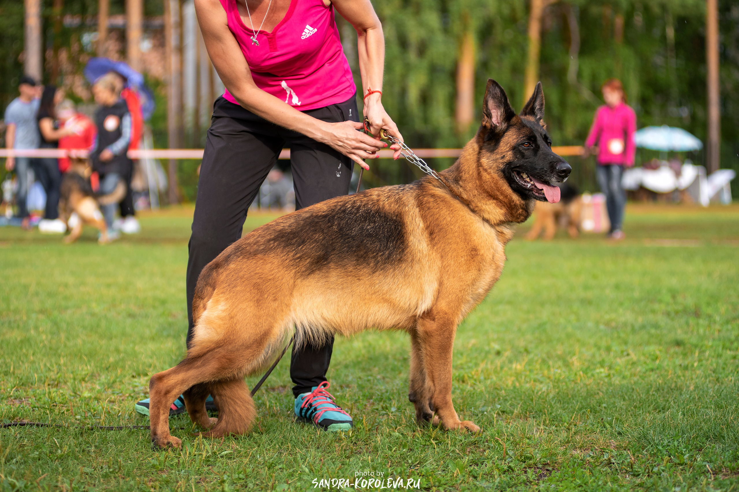 Монопородная выставка немецких овчарок, г. Заречный 2021. Дог-фотограф в Тюмени Александра Королева