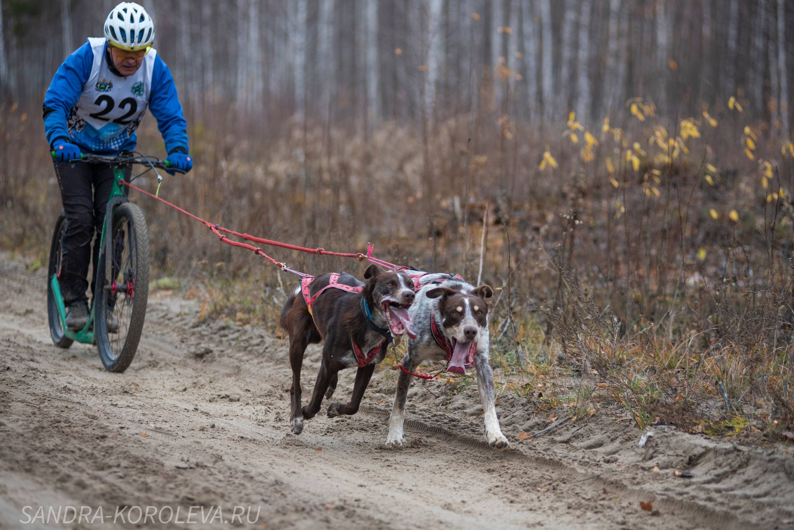 Спринт-гонка «Закрытие сезона» 24.10.2021. Дог-фотограф в Тюмени Александра Королева