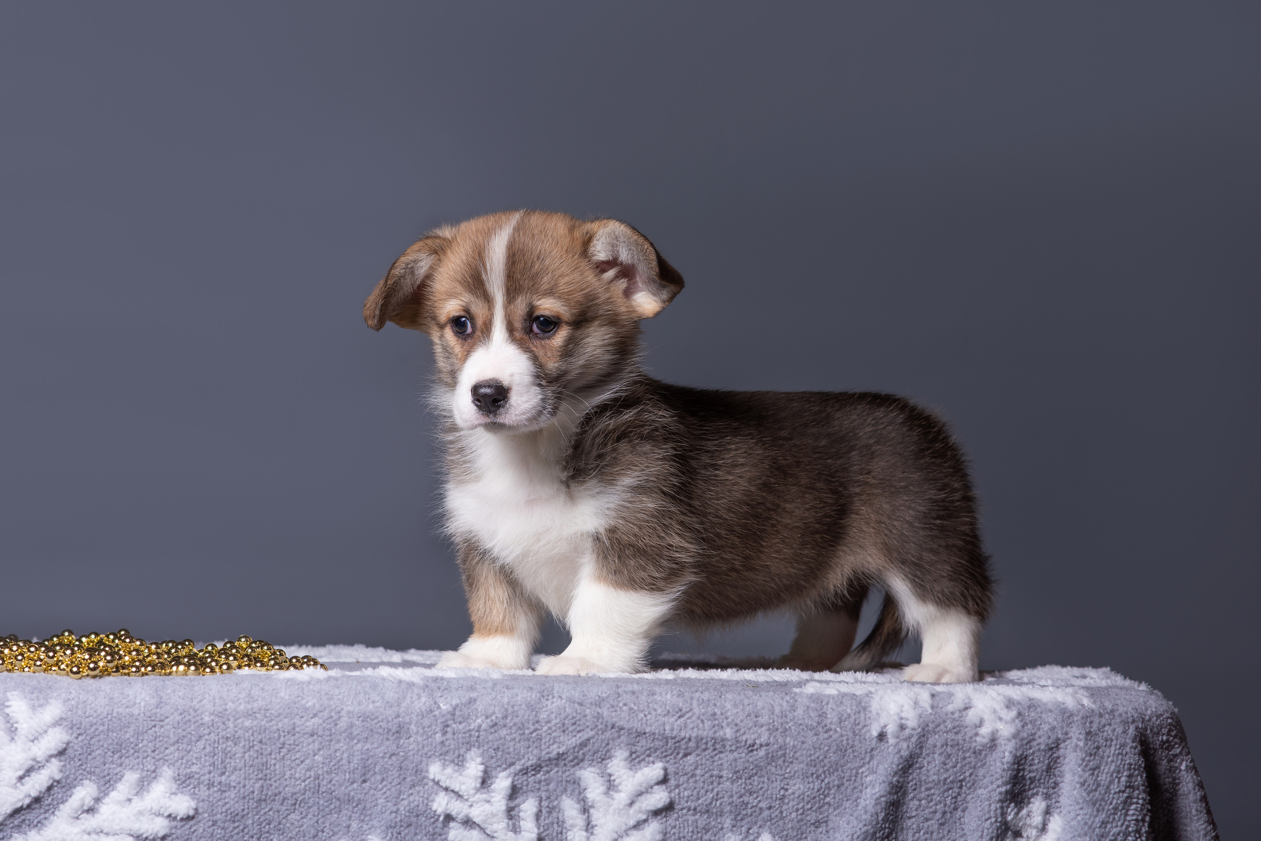 Новогодние коржики с сахарной посыпкой. Дог-фотограф в Тюмени Александра Королева