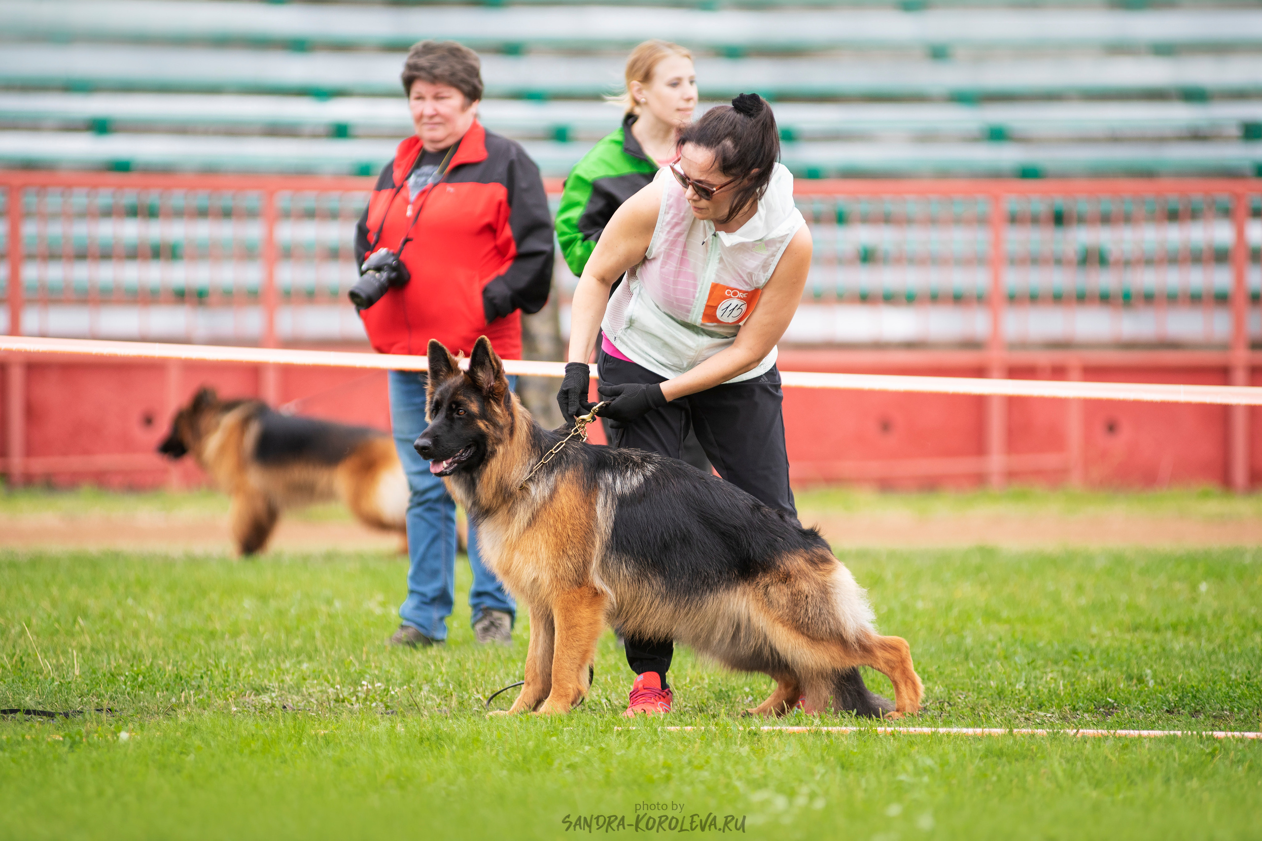 Монопородная выставка немецких овчарок, г. Заречный 2021. Дог-фотограф в Тюмени Александра Королева