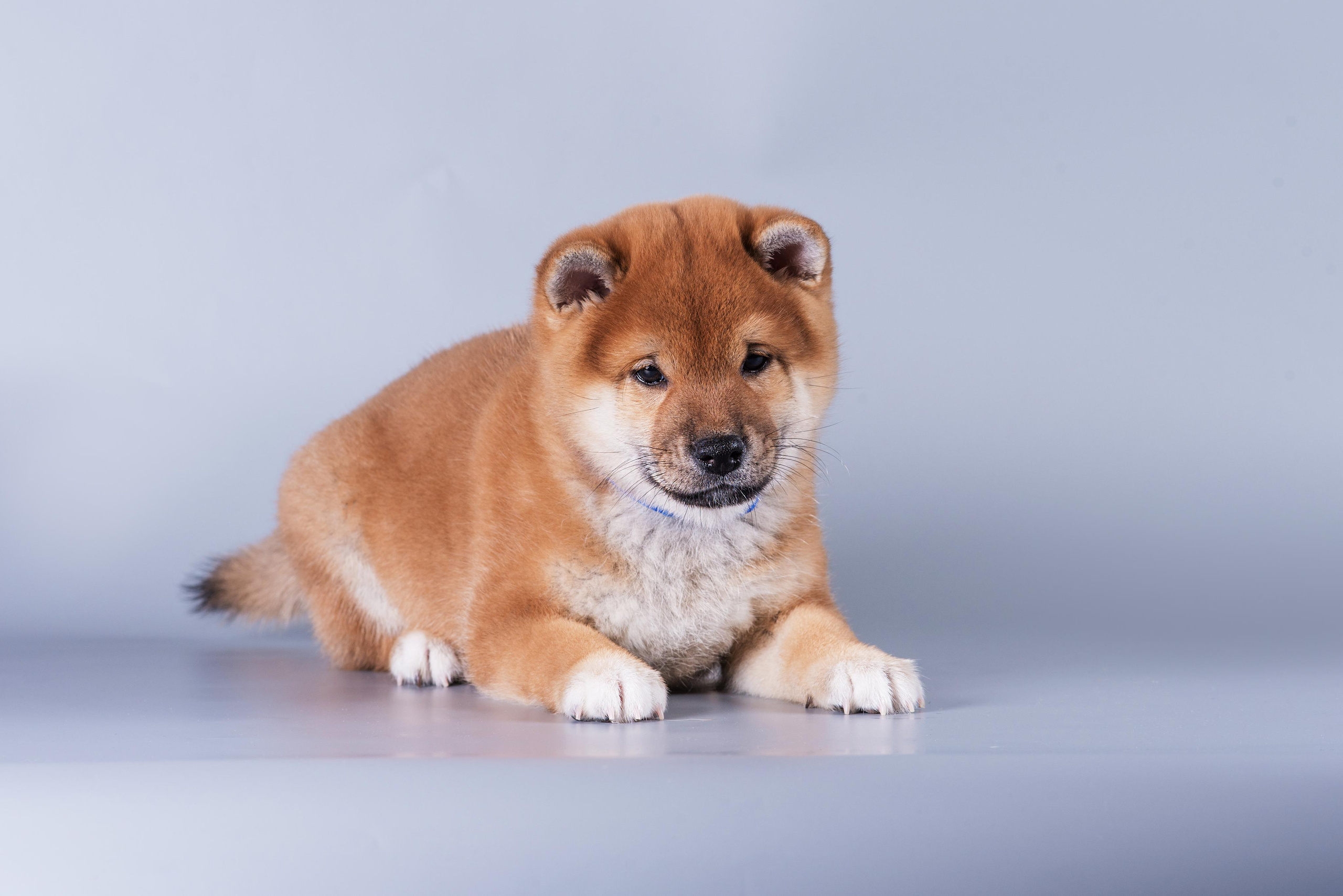 Маленькие сибы. Дог-фотограф в Тюмени Александра Королева