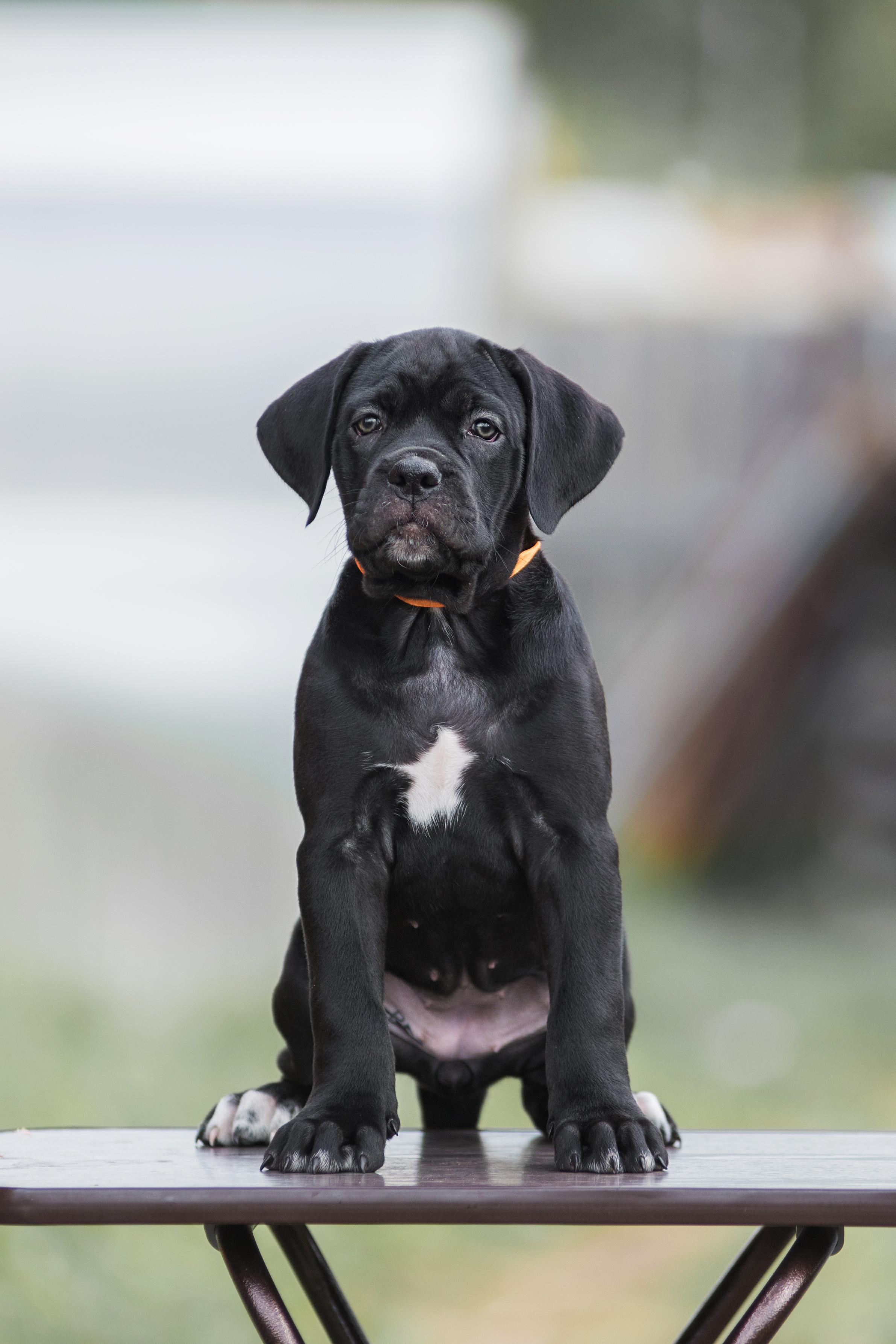 Щенки кане корсо. Дог-фотограф в Тюмени Александра Королева
