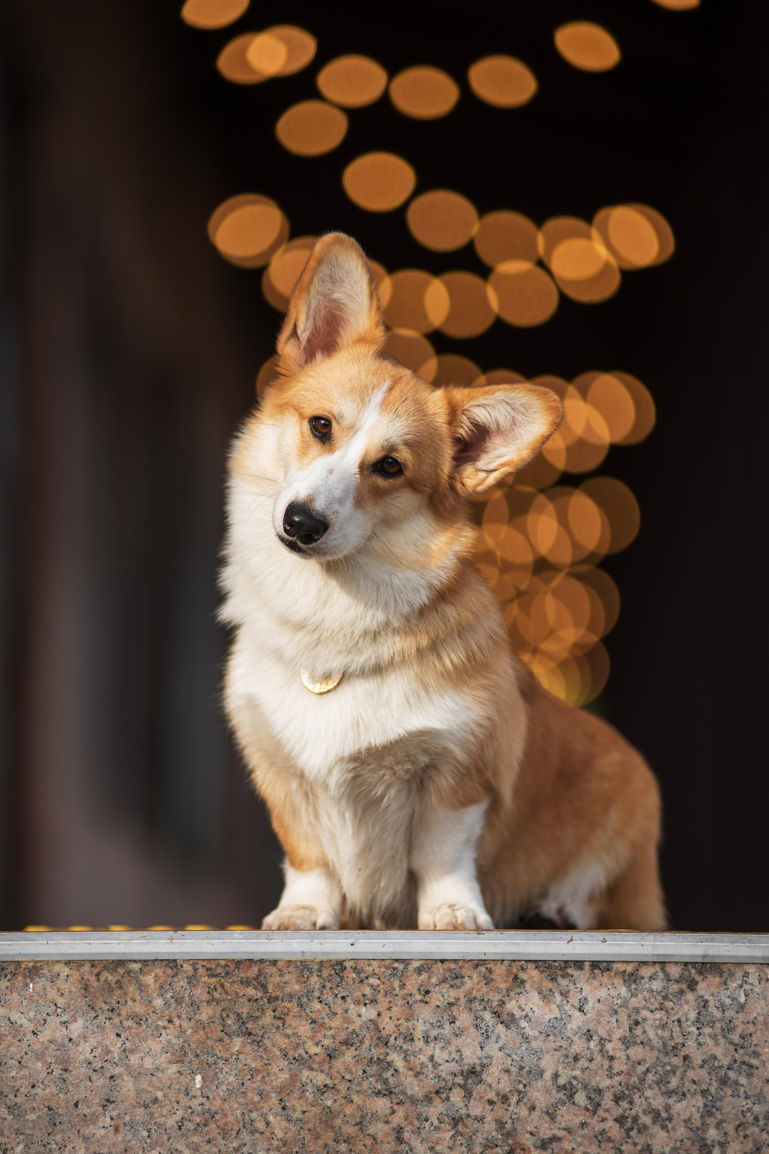 Ася и Плюша. Дог-фотограф в Тюмени Александра Королева