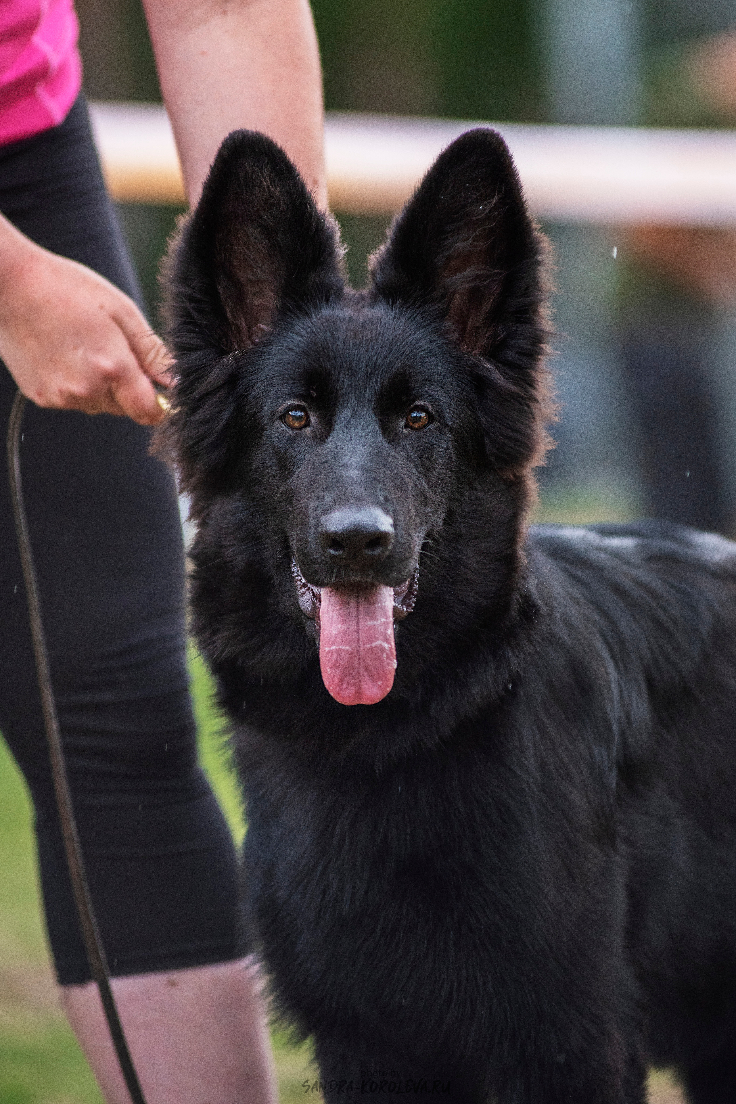 Монопородная выставка немецких овчарок, г. Заречный 2021. Дог-фотограф в Тюмени Александра Королева