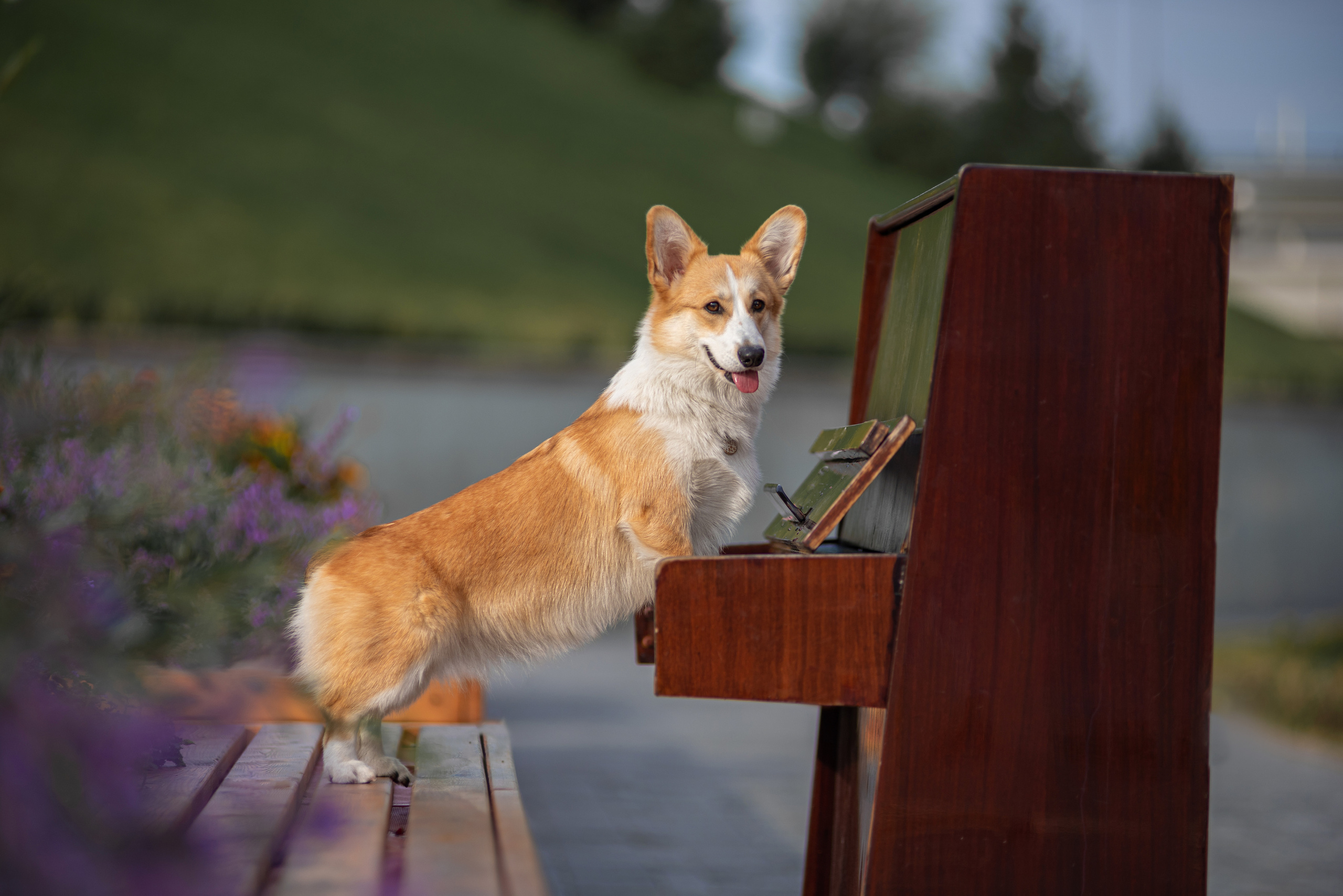 Ася и Плюша. Дог-фотограф в Тюмени Александра Королева
