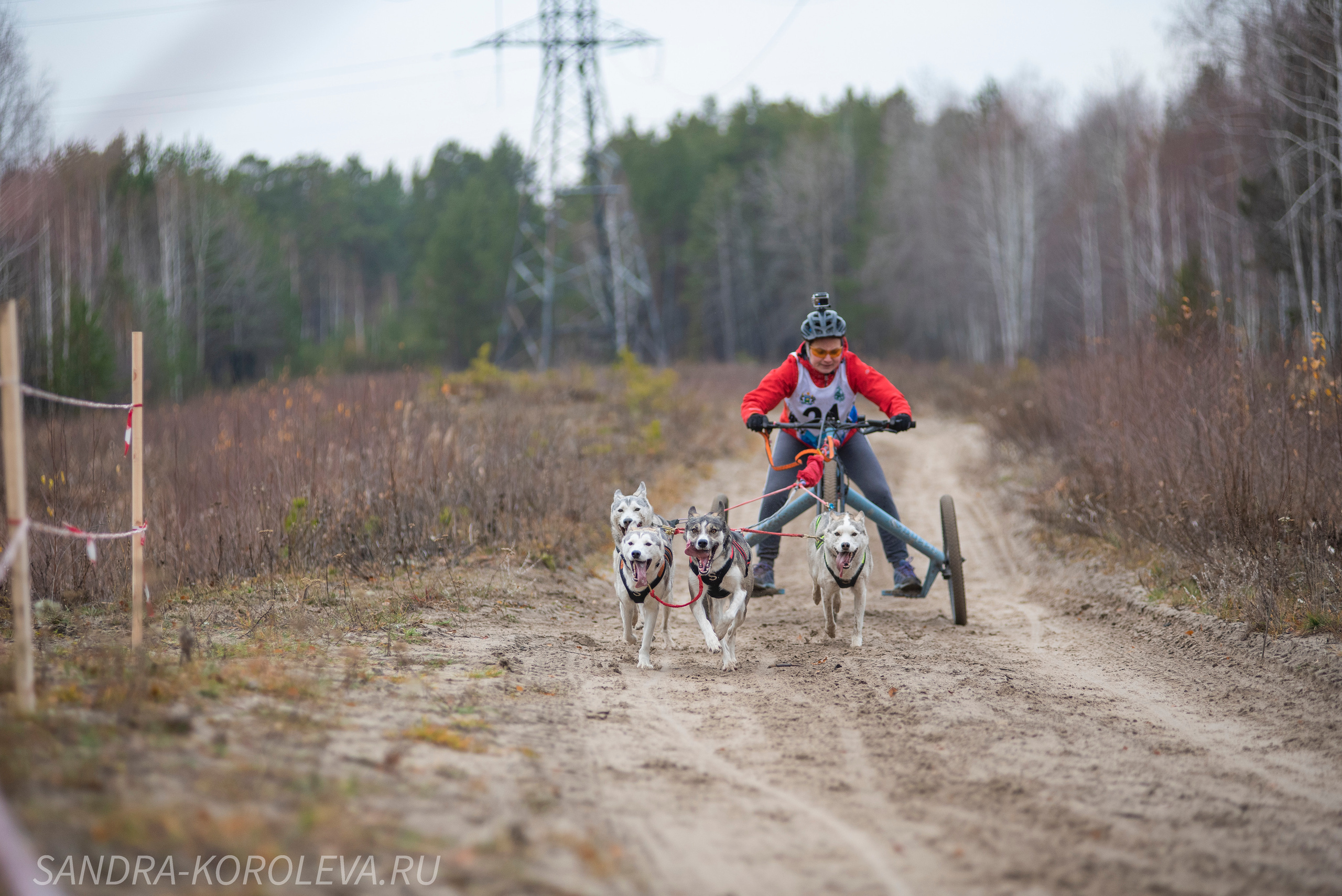 Спринт-гонка «Закрытие сезона» 24.10.2021. Дог-фотограф в Тюмени Александра Королева