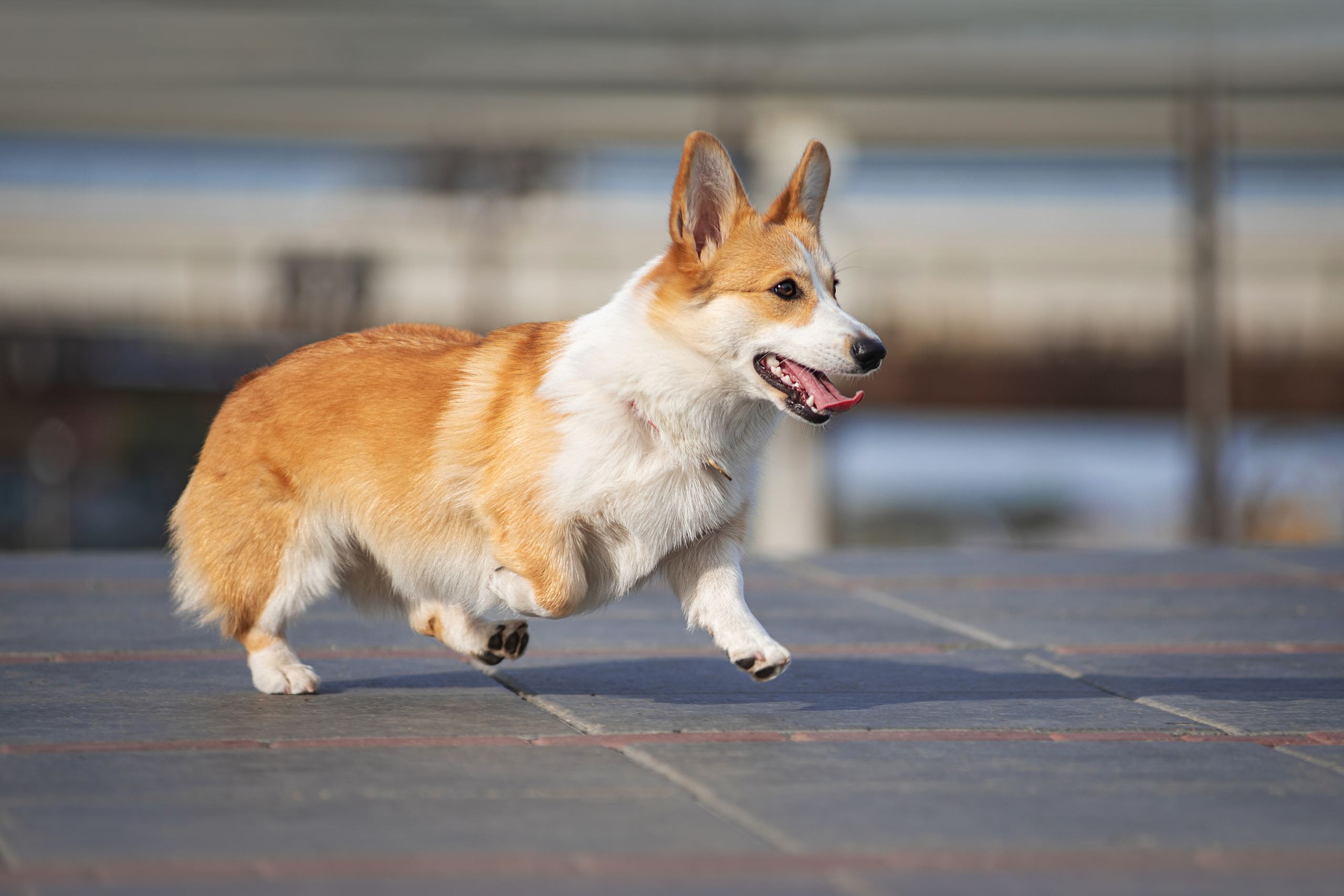 Ася и Плюша. Дог-фотограф в Тюмени Александра Королева