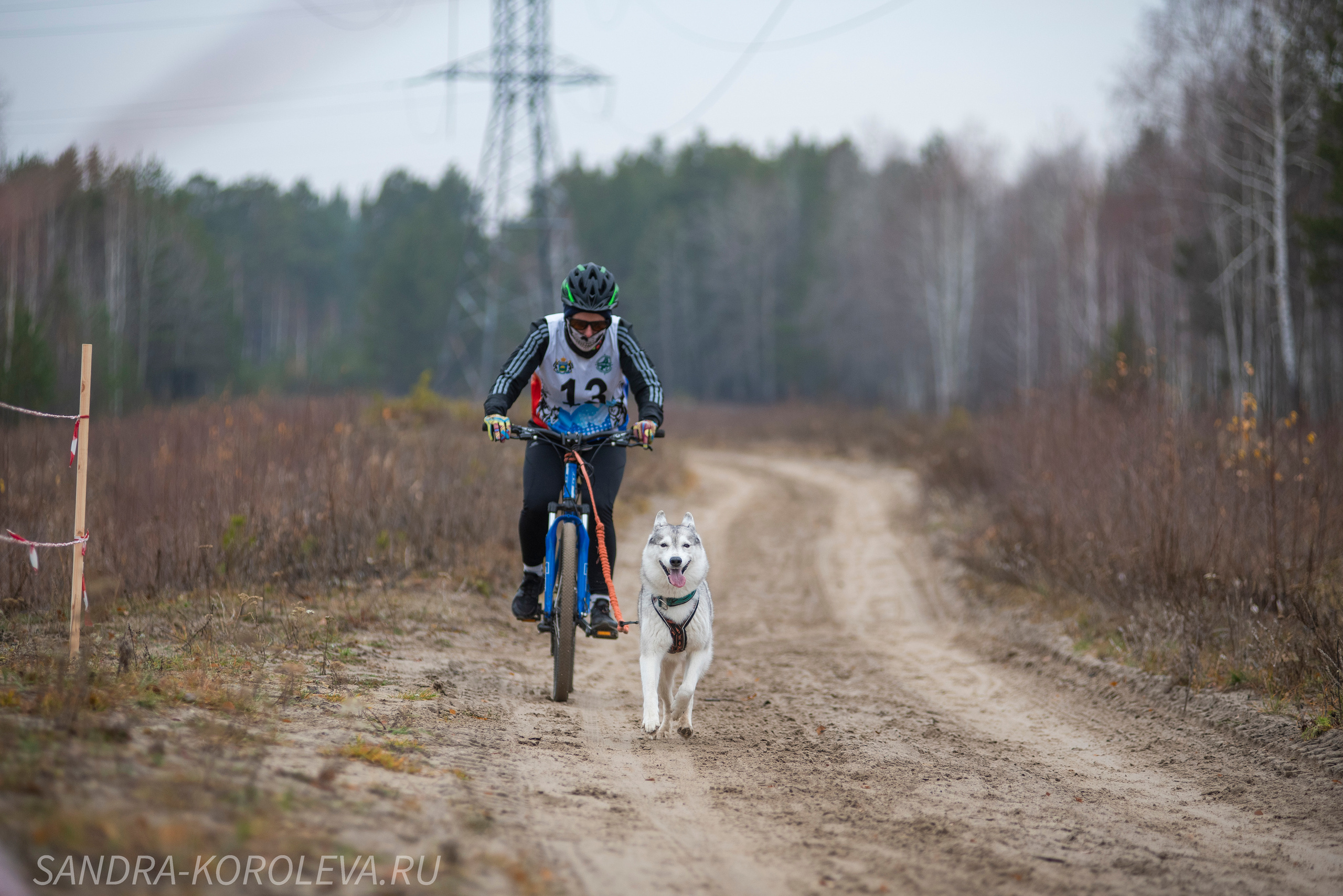 Спринт-гонка «Закрытие сезона» 24.10.2021. Дог-фотограф в Тюмени Александра Королева