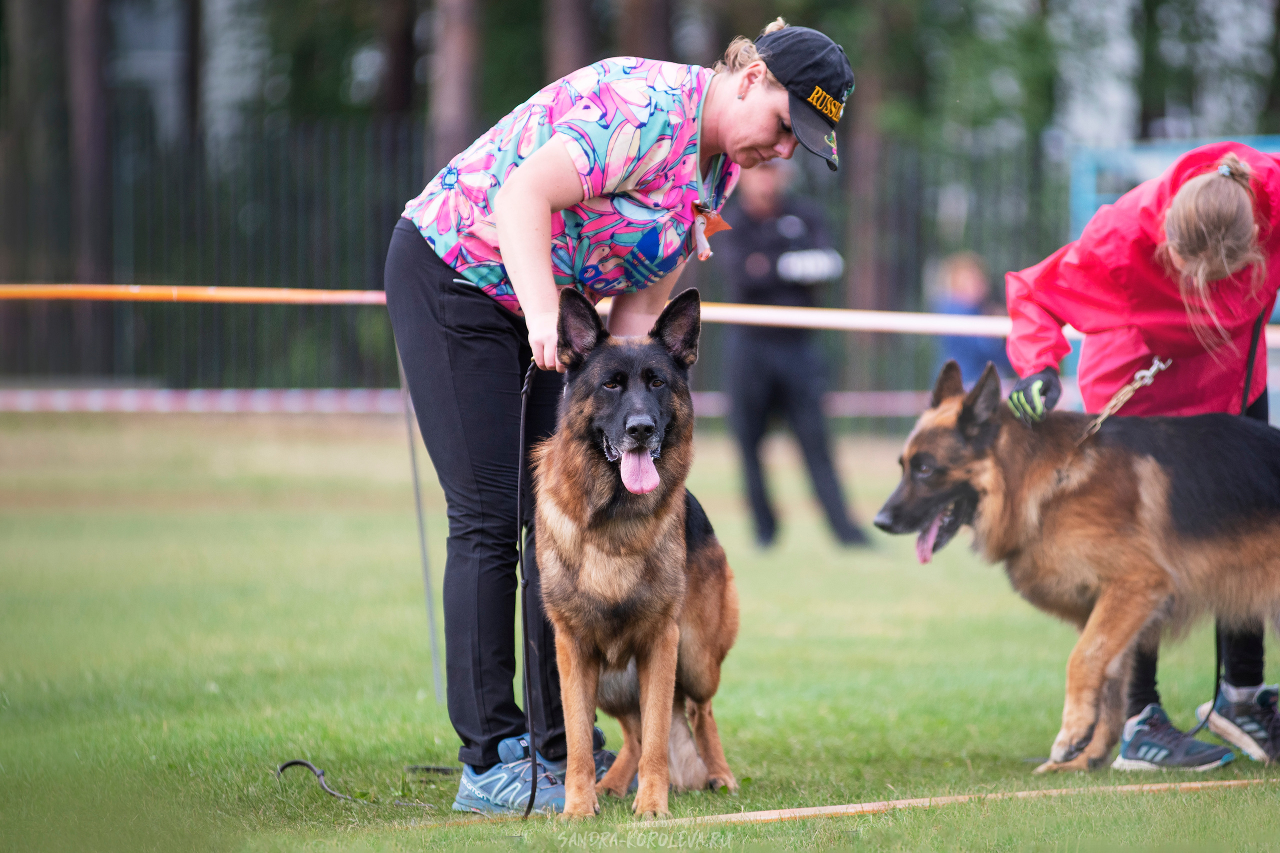 Монопородная выставка немецких овчарок, г. Заречный 2021. Дог-фотограф в Тюмени Александра Королева