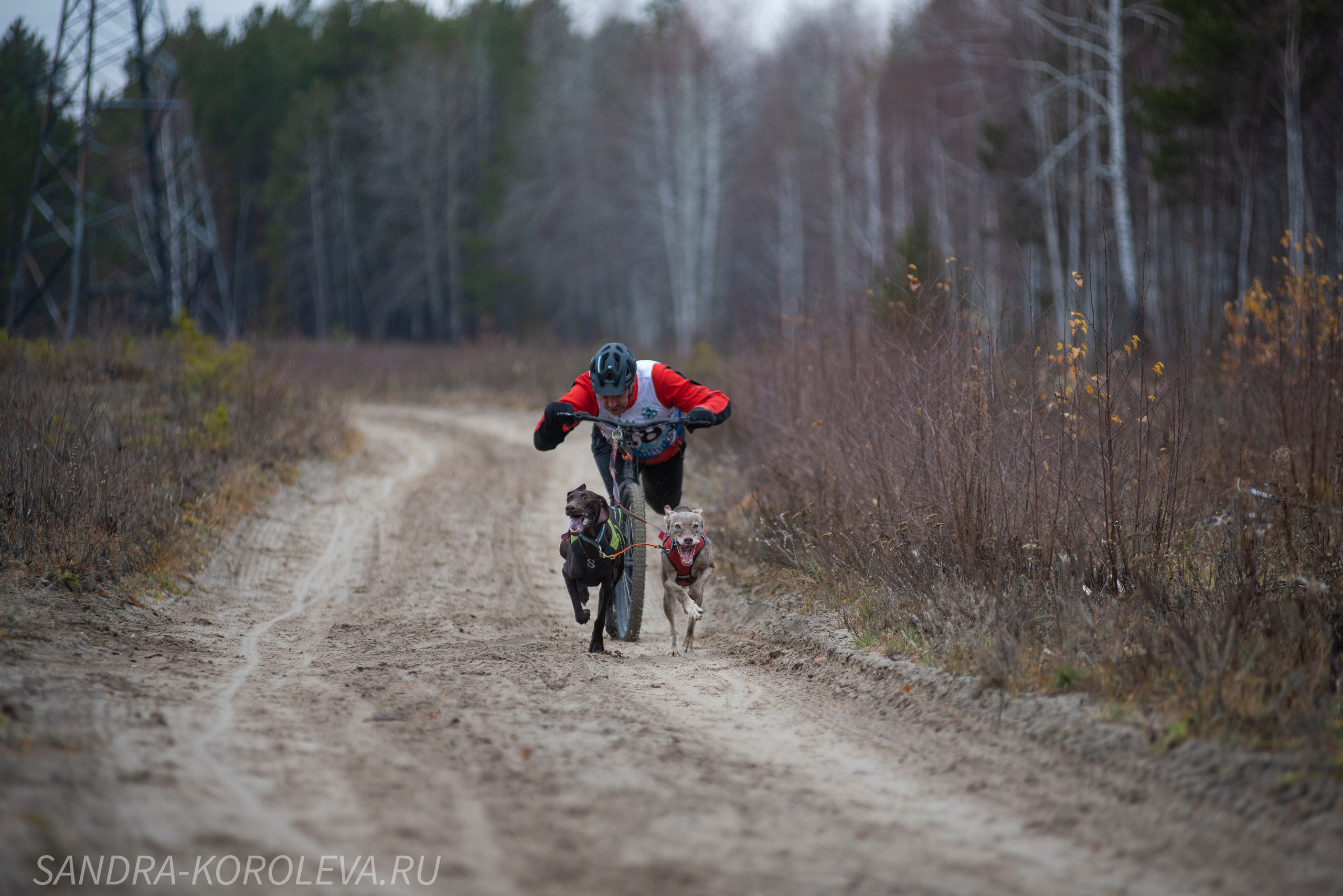 Спринт-гонка «Закрытие сезона» 24.10.2021. Дог-фотограф в Тюмени Александра Королева