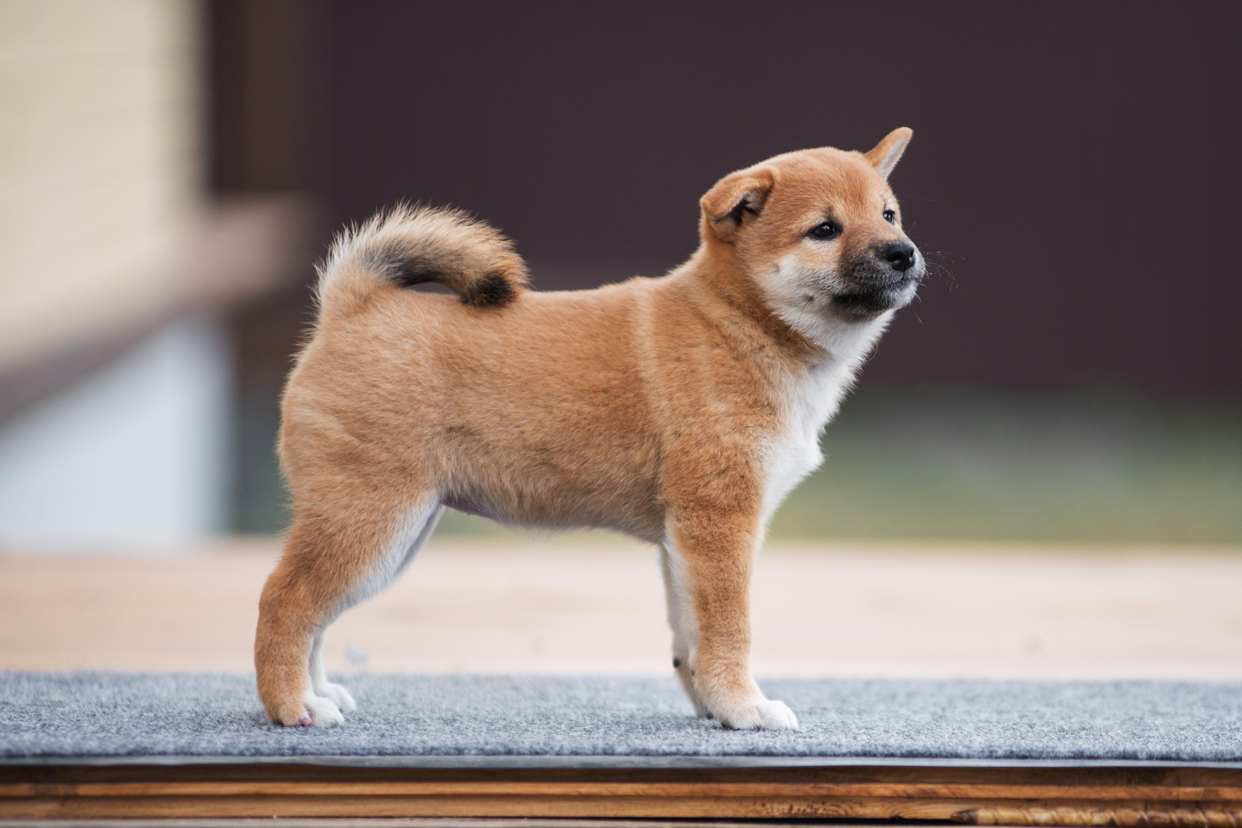 Щеночки Сибы. Дог-фотограф в Тюмени Александра Королева