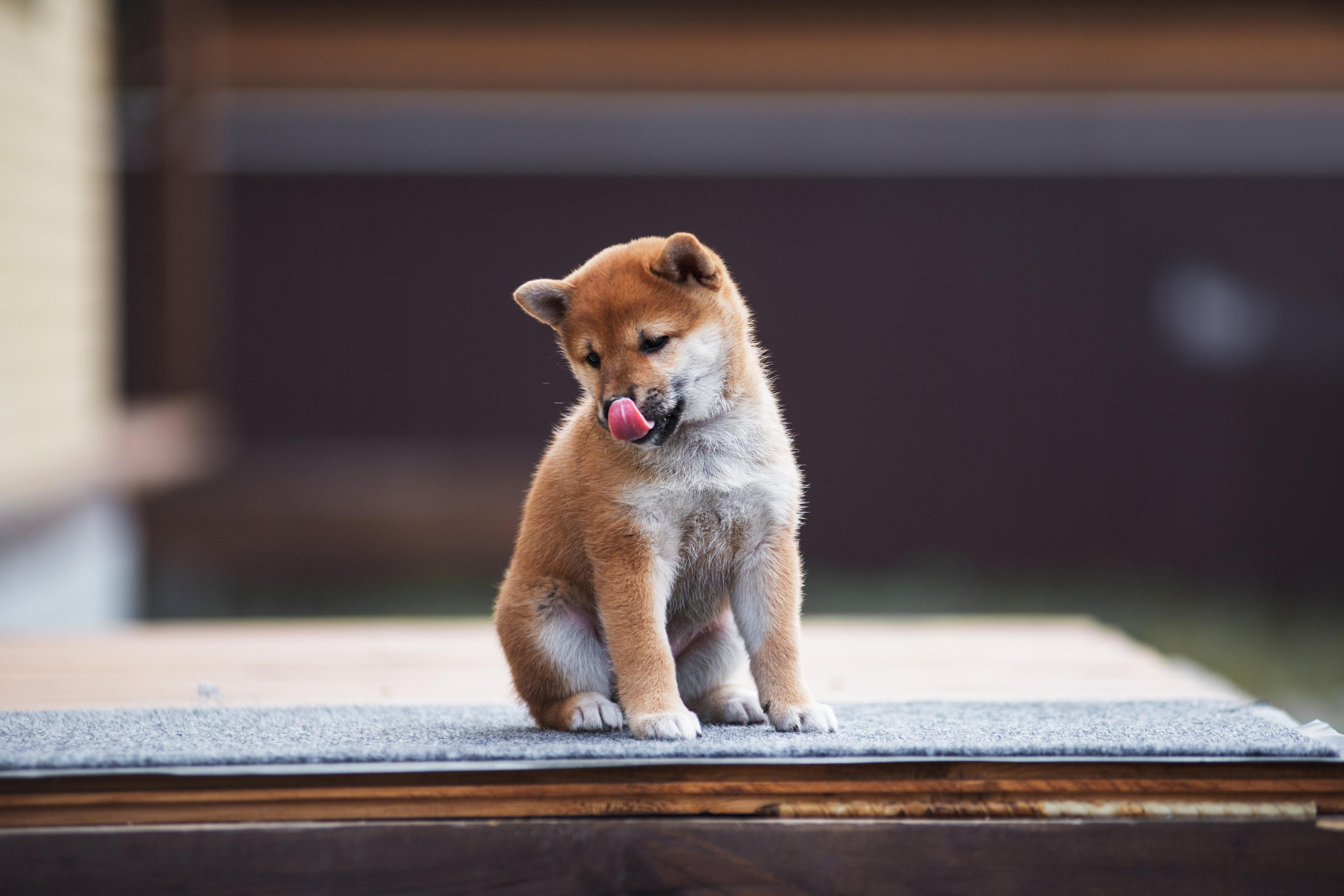 Щеночки Сибы. Дог-фотограф в Тюмени Александра Королева