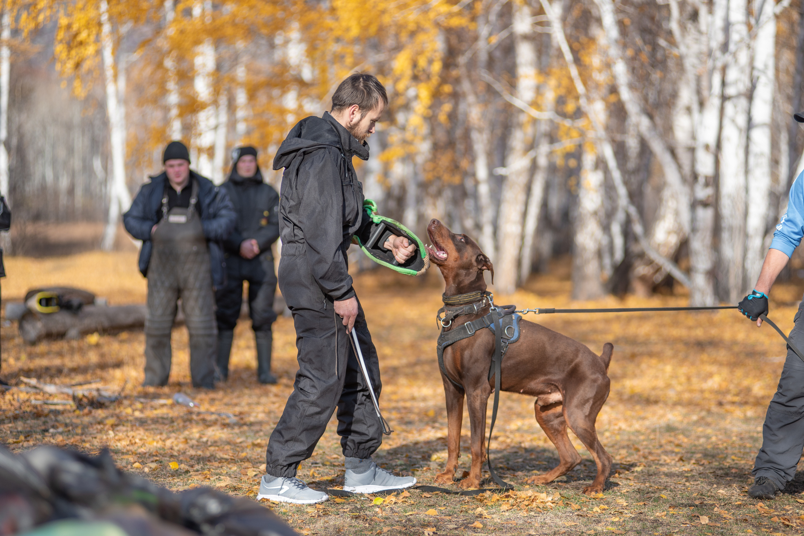 RUSSIAN HELPERS SCHOOL. Магнитогорск октябрь 2021. Дог-фотограф в Тюмени Александра Королева