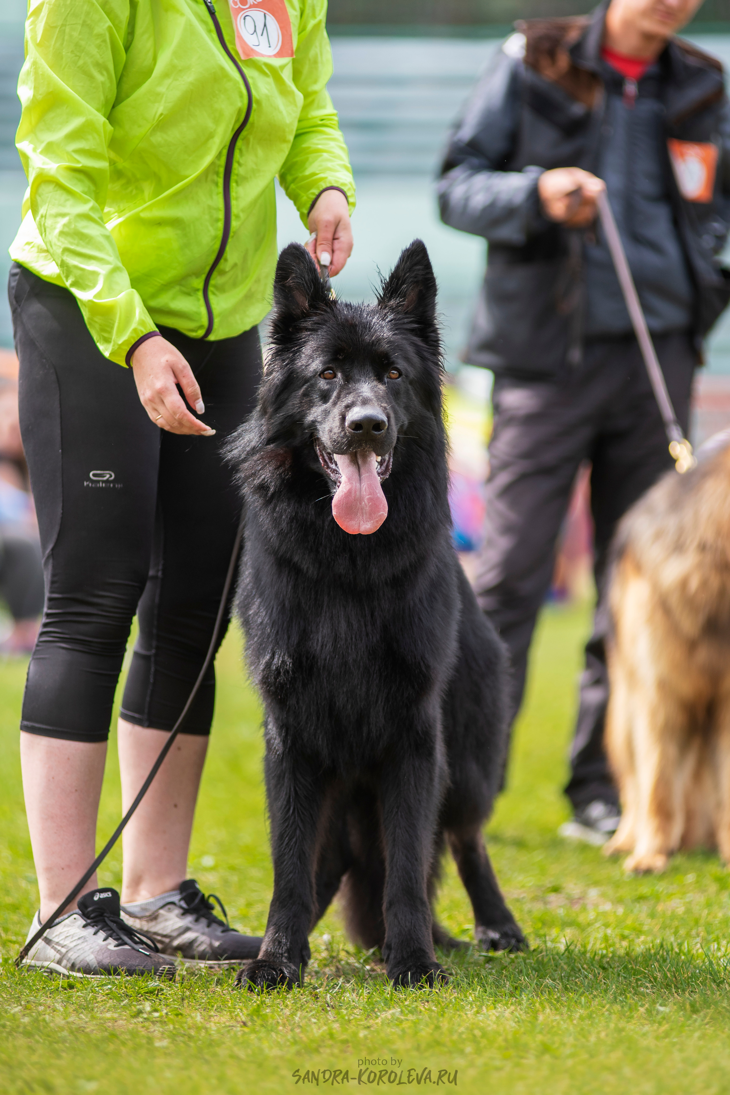 Монопородная выставка немецких овчарок, г. Заречный 2021. Дог-фотограф в Тюмени Александра Королева