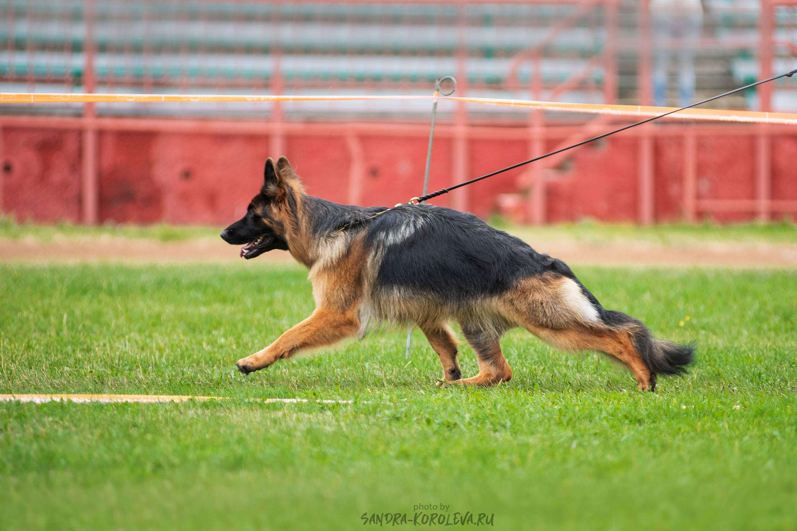 Монопородная выставка немецких овчарок, г. Заречный 2021. Дог-фотограф в Тюмени Александра Королева