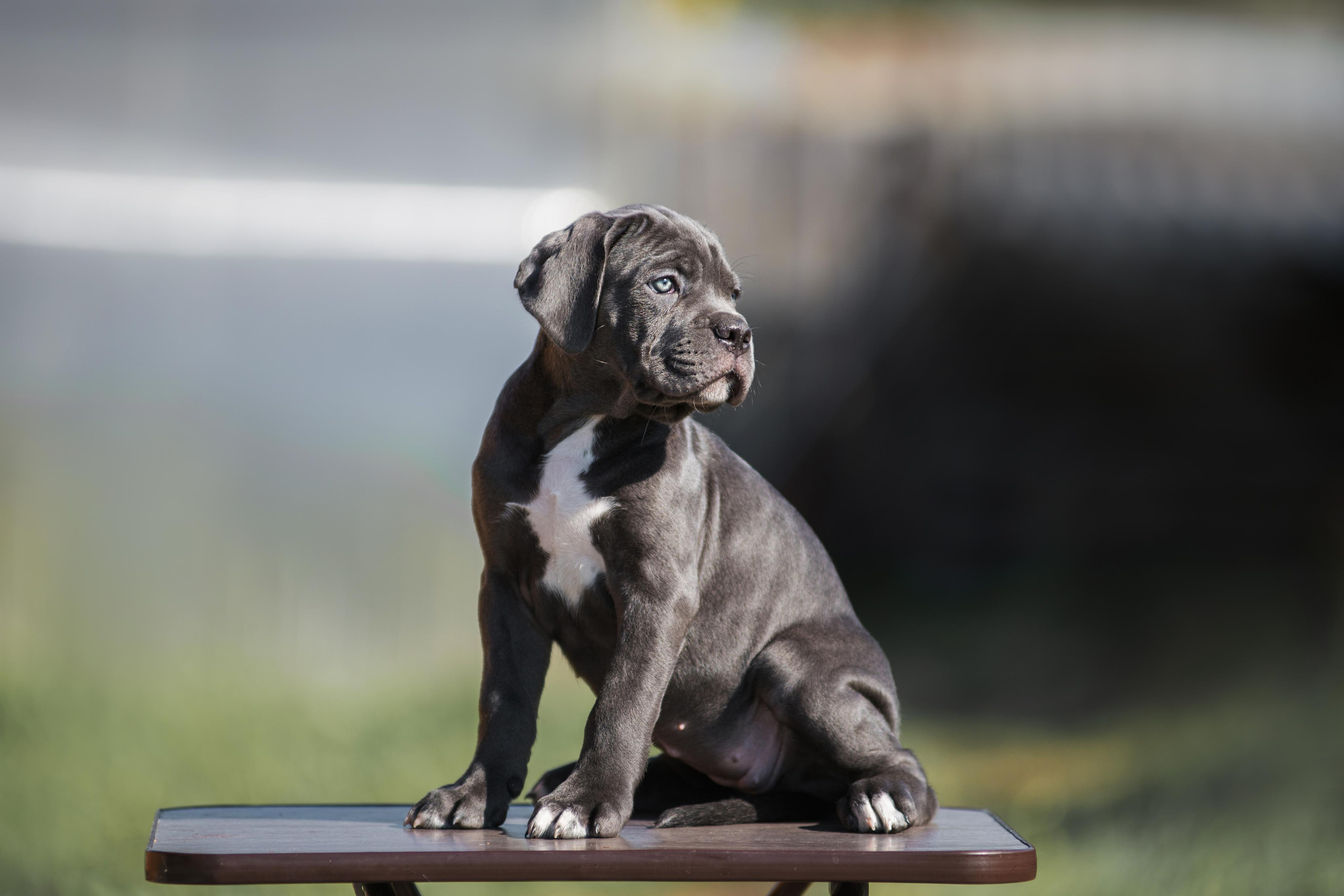 Щенки кане корсо. Дог-фотограф в Тюмени Александра Королева
