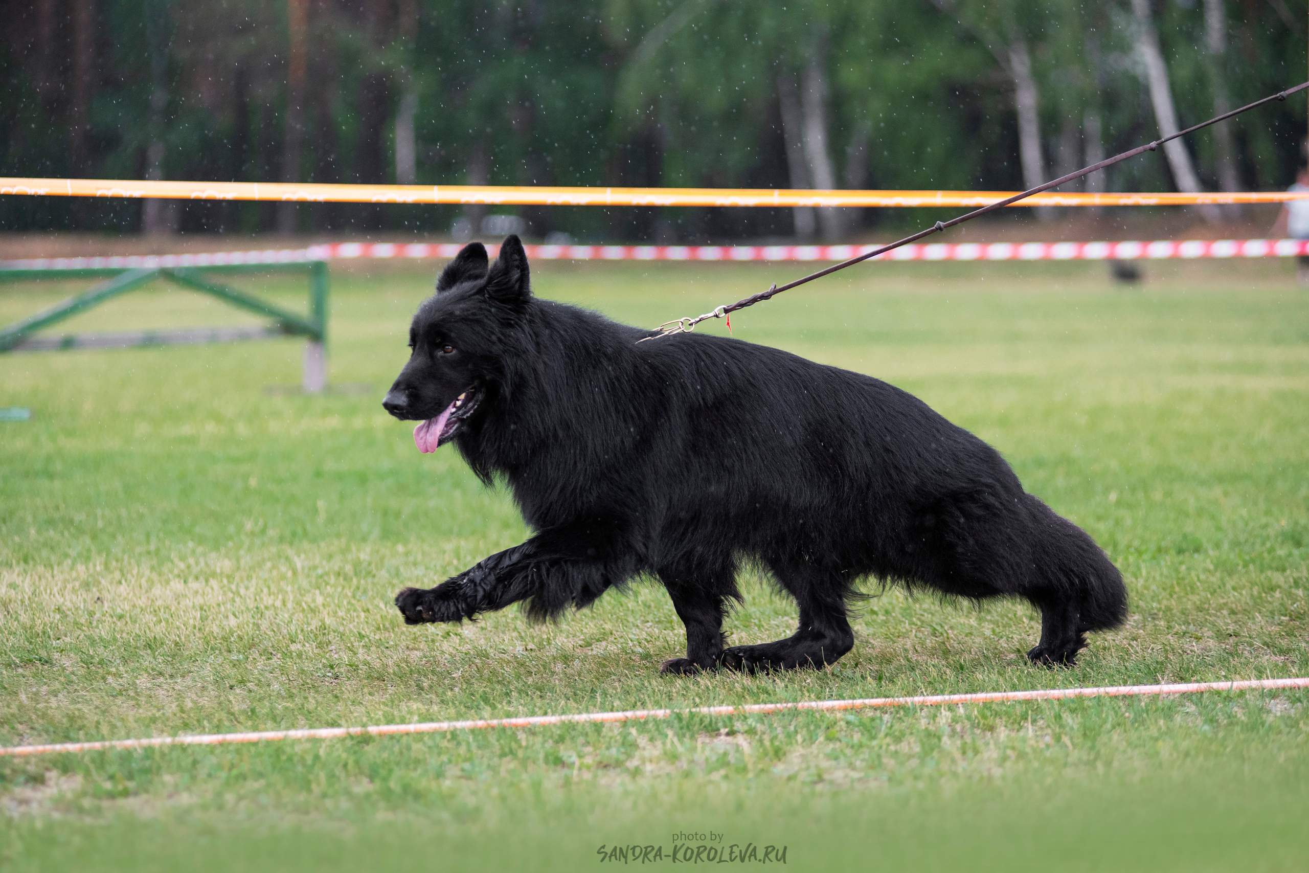 Монопородная выставка немецких овчарок, г. Заречный 2021. Дог-фотограф в Тюмени Александра Королева