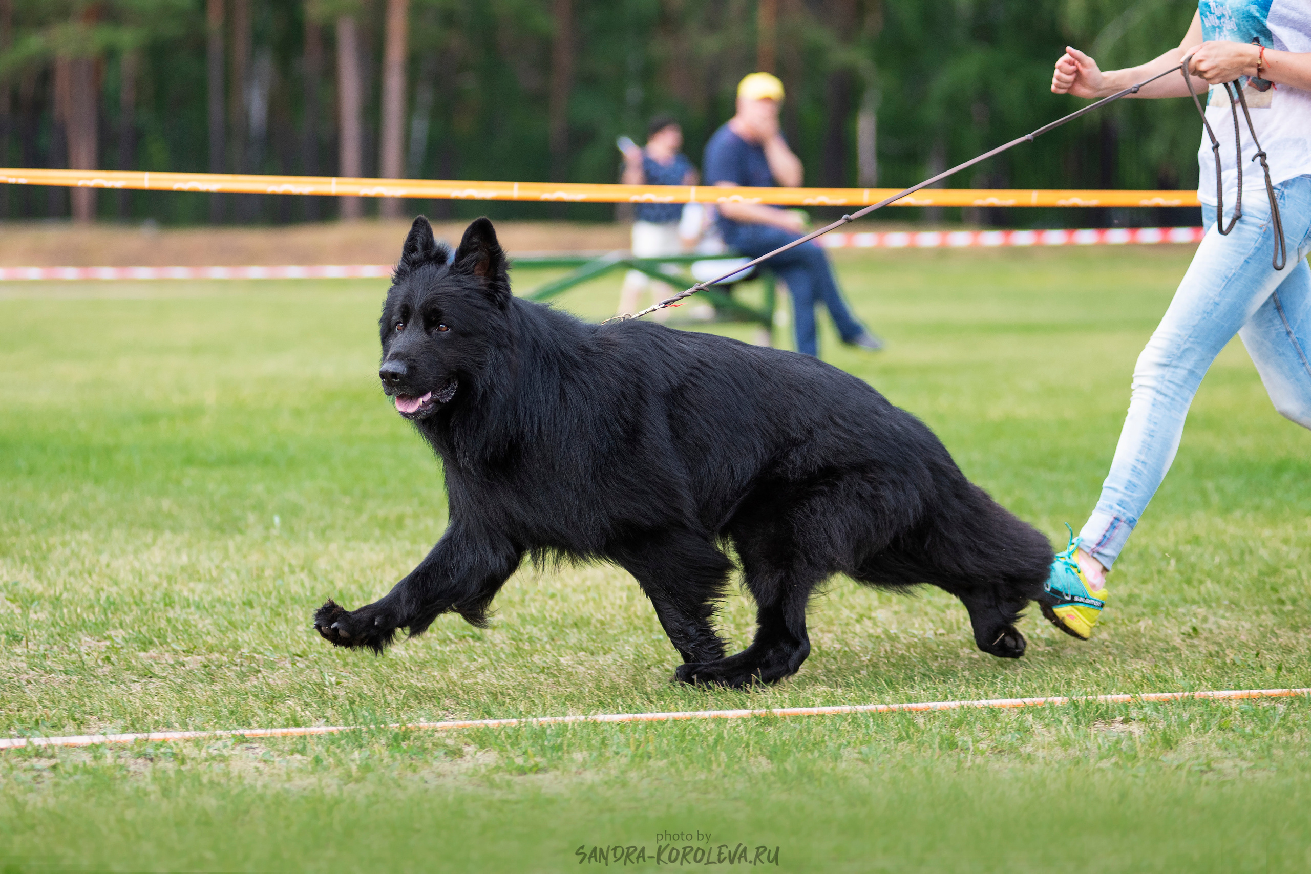 Монопородная выставка немецких овчарок, г. Заречный 2021. Дог-фотограф в Тюмени Александра Королева