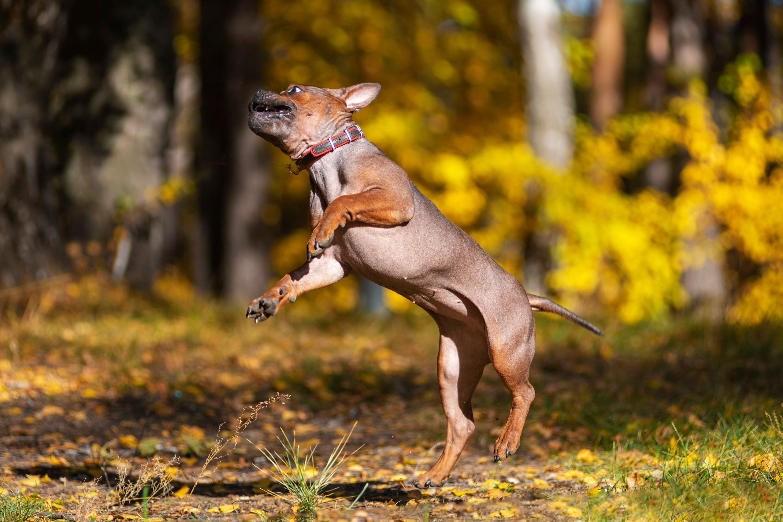Полина и ее питомцы. Дог-фотограф в Тюмени Александра Королева