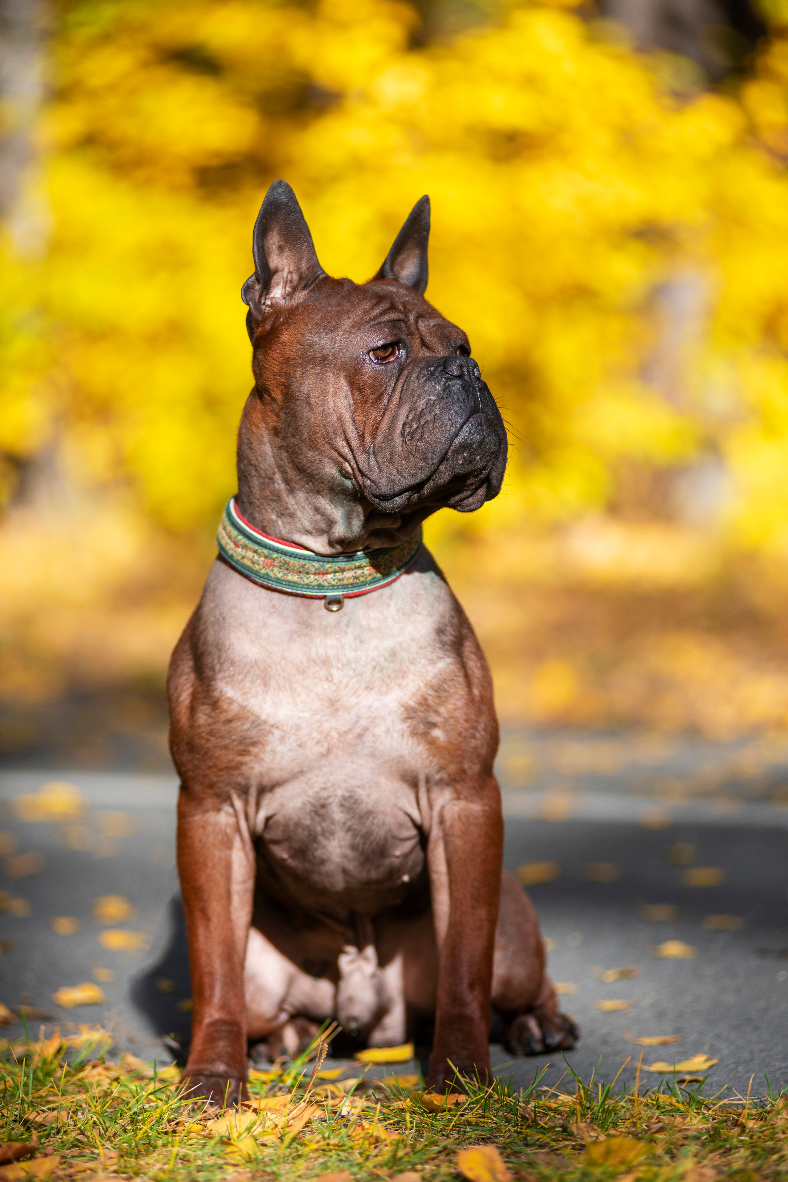 Полина и ее питомцы. Дог-фотограф в Тюмени Александра Королева