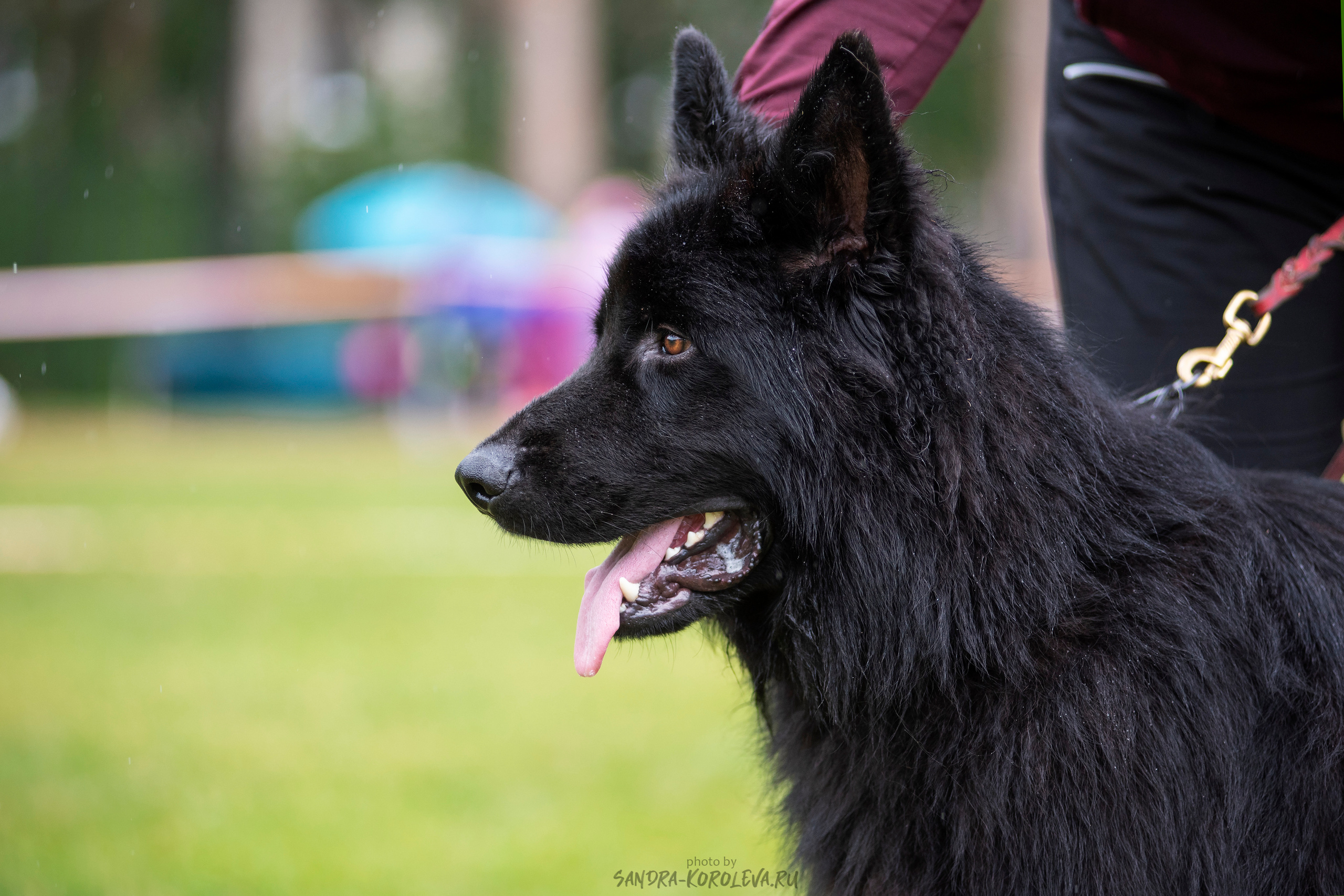 Монопородная выставка немецких овчарок, г. Заречный 2021. Дог-фотограф в Тюмени Александра Королева