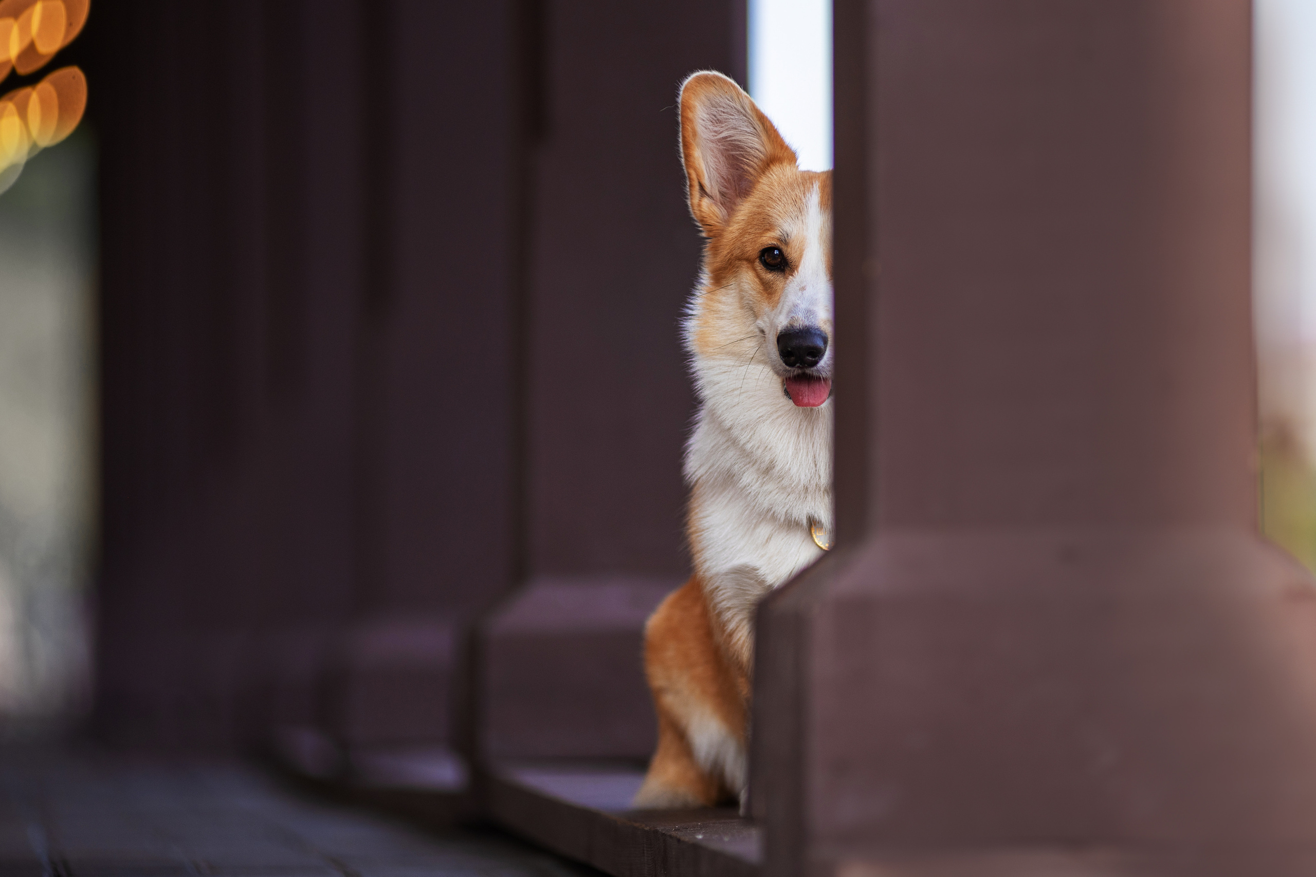 Ася и Плюша. Дог-фотограф в Тюмени Александра Королева