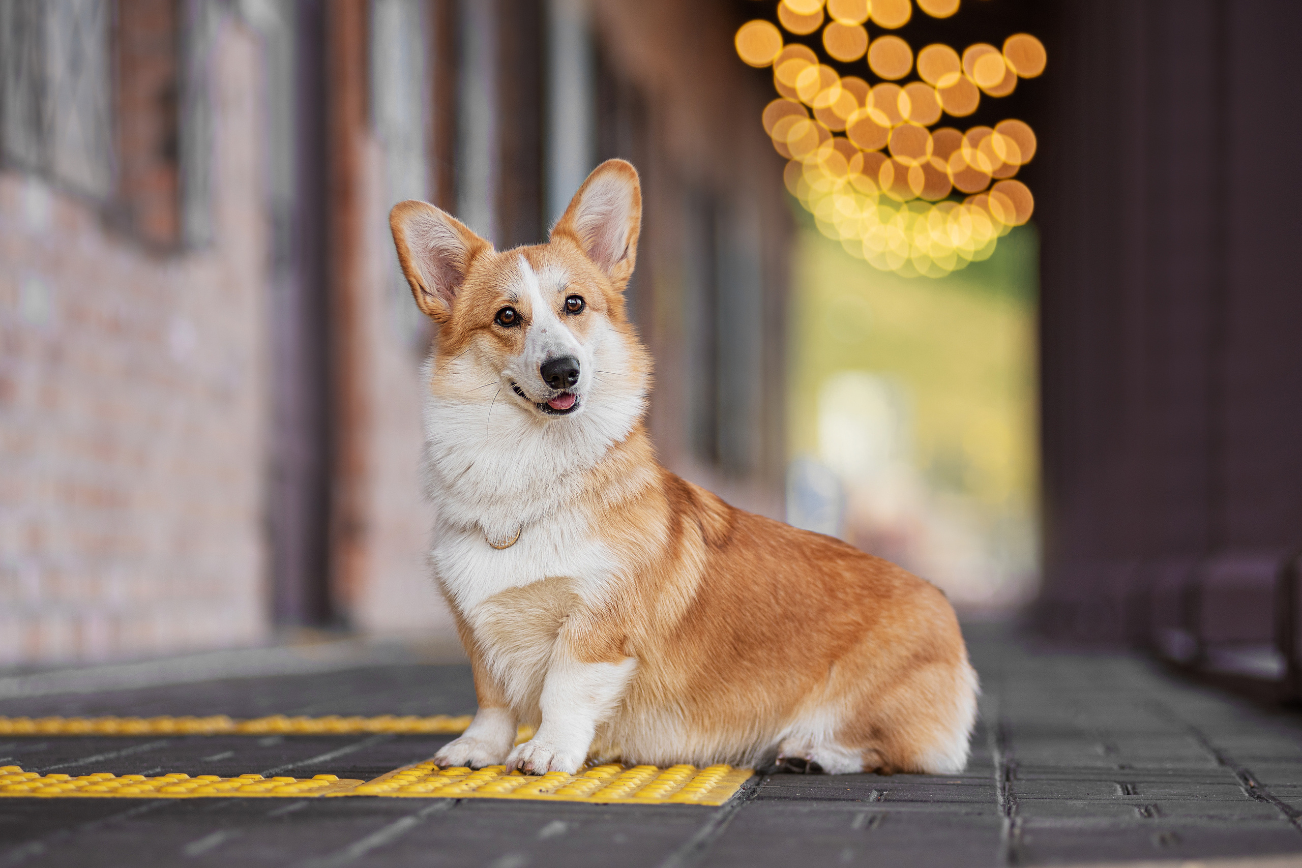 Ася и Плюша. Дог-фотограф в Тюмени Александра Королева